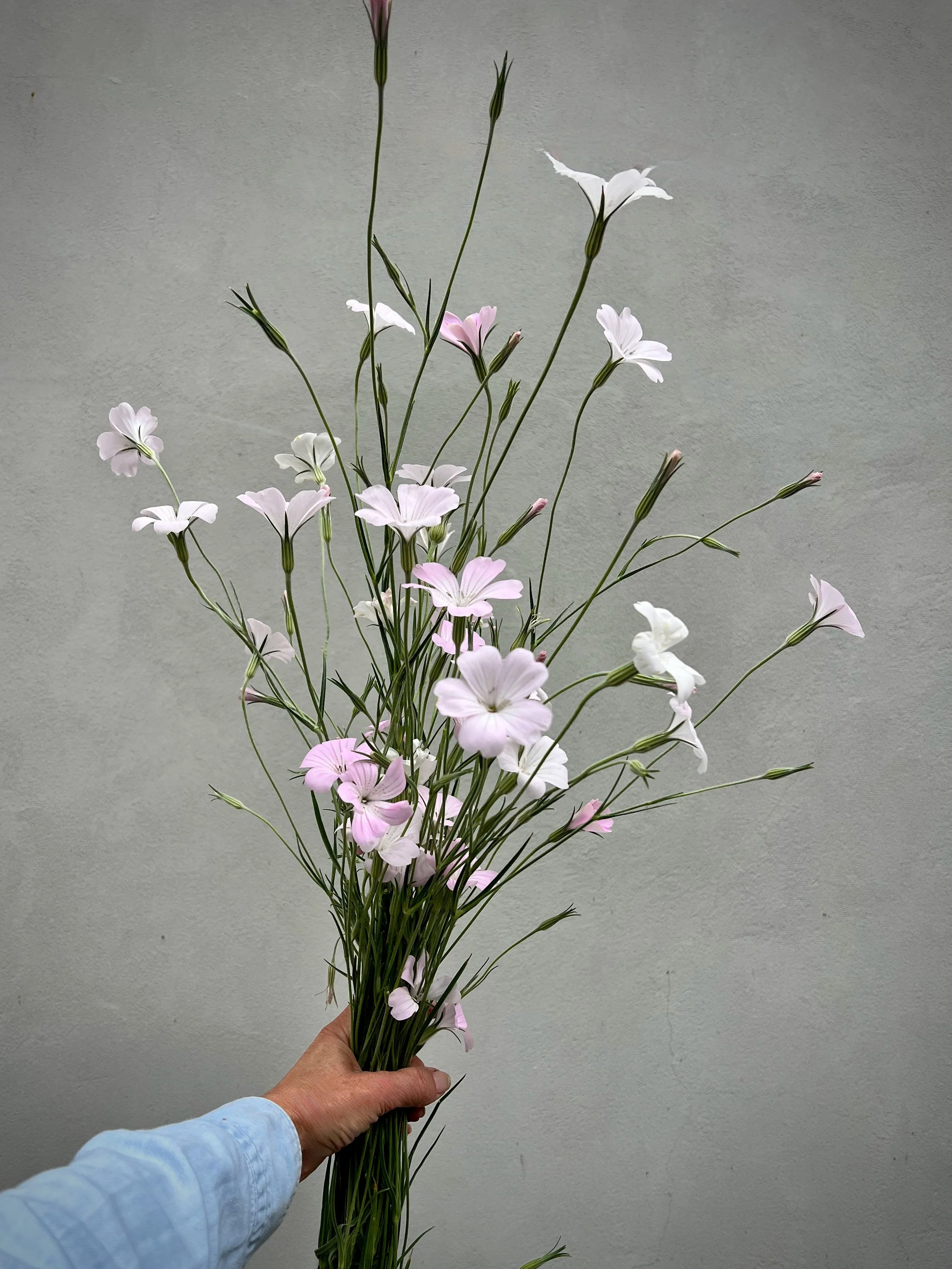 AGROSTEMMA githago Blossom Pearl