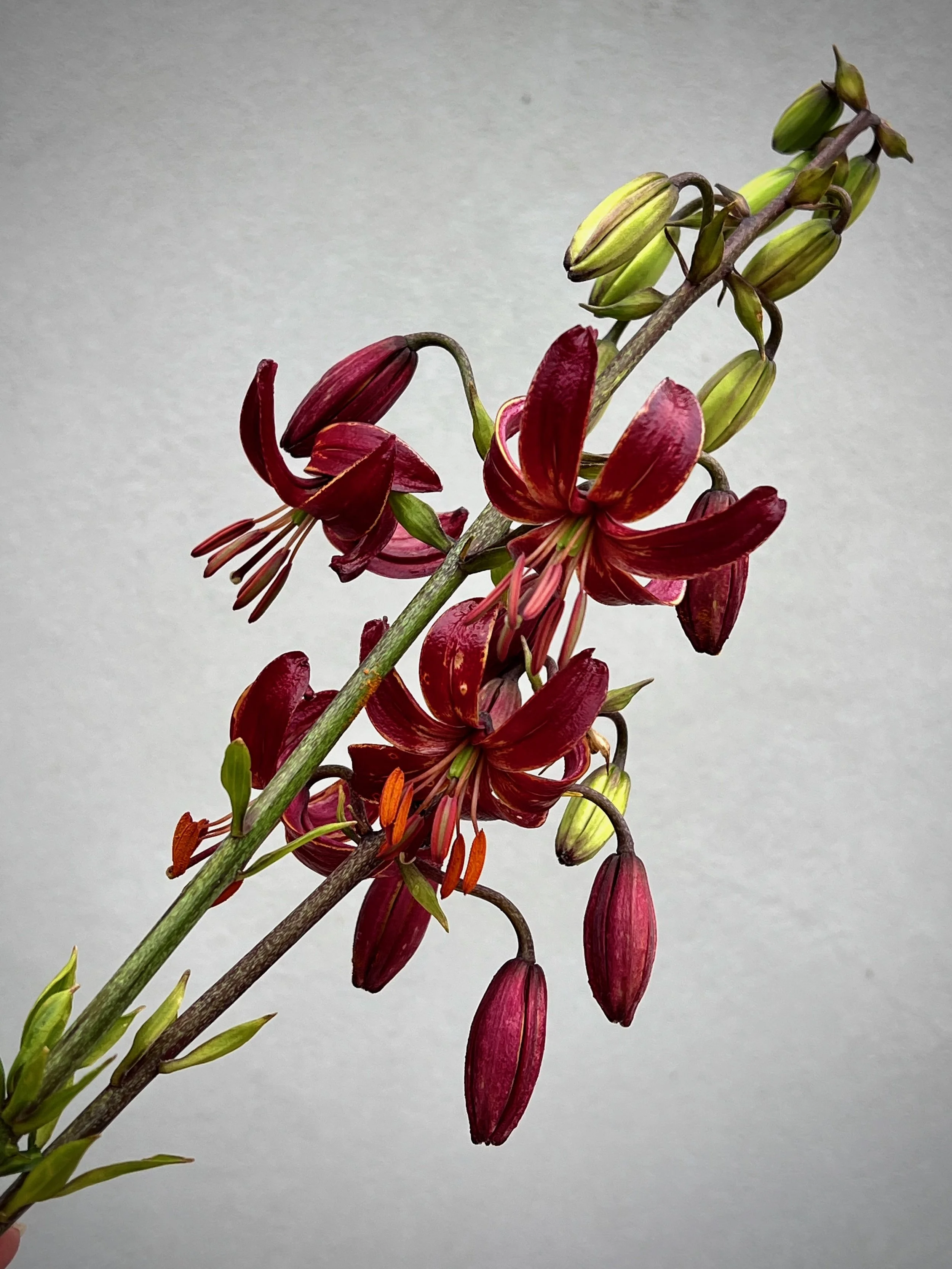 LILIUM martagon Arabian Knight