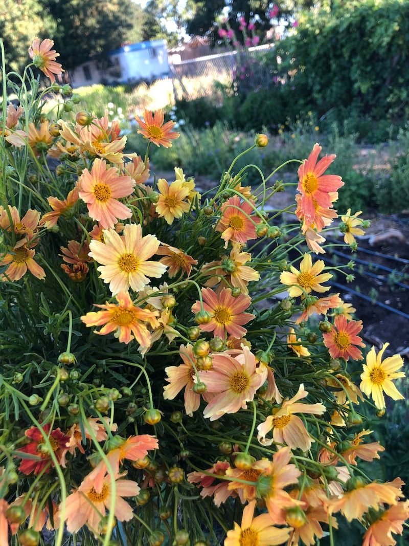 COREOPSIS verticillata Crème Caramel