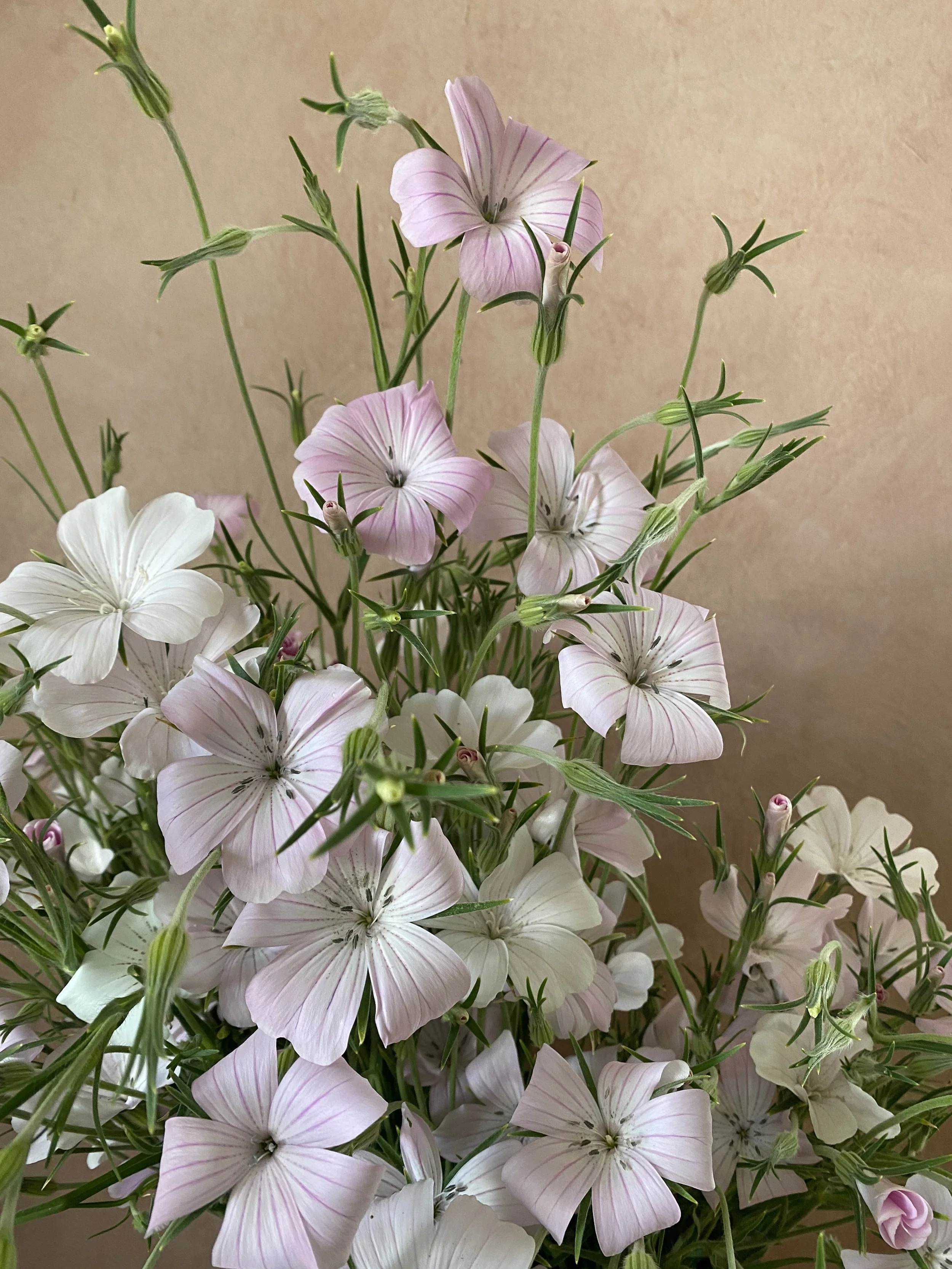 Agrostemma 'Blush'