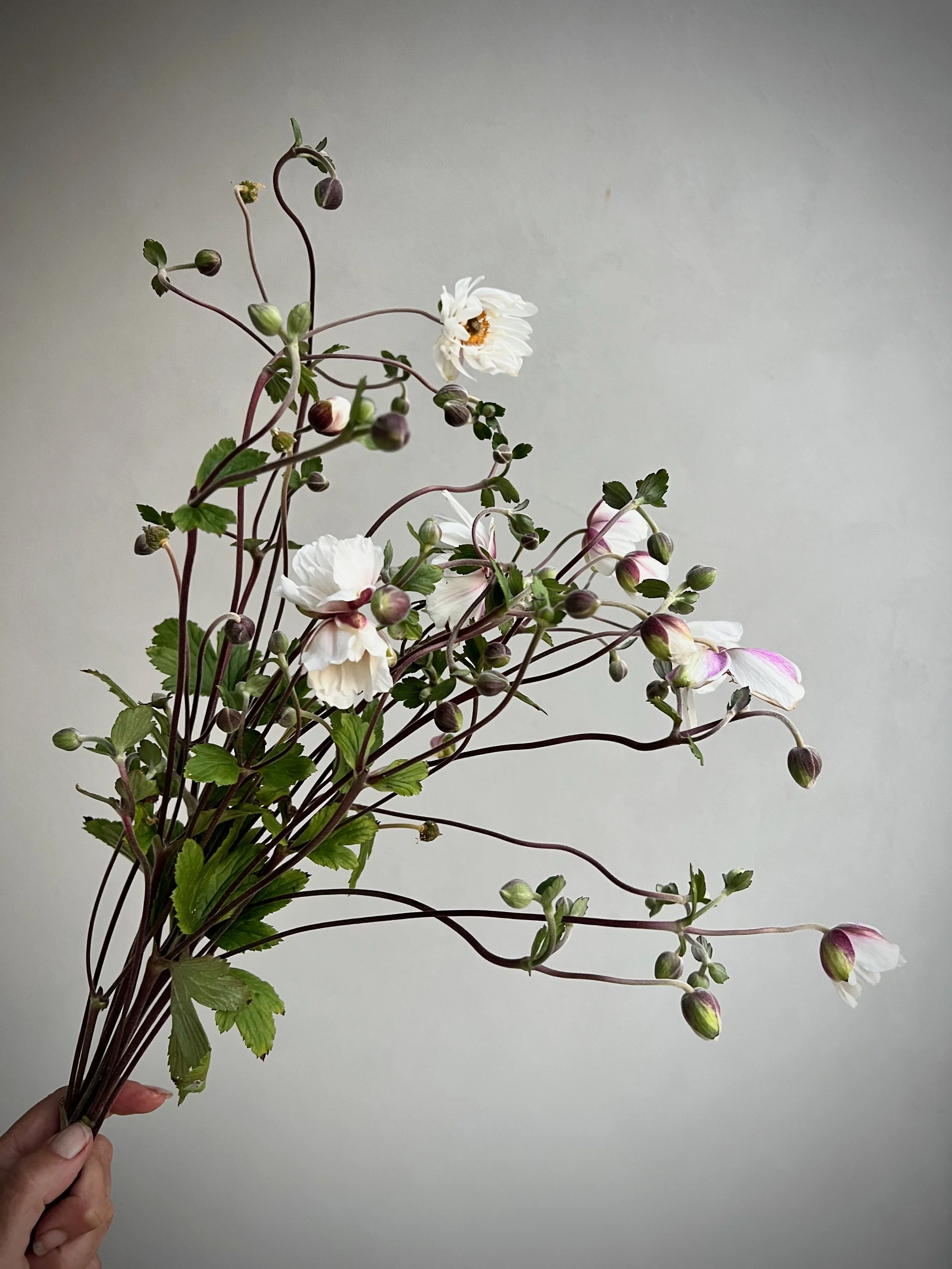 ANEMONE x Dainty Swan
