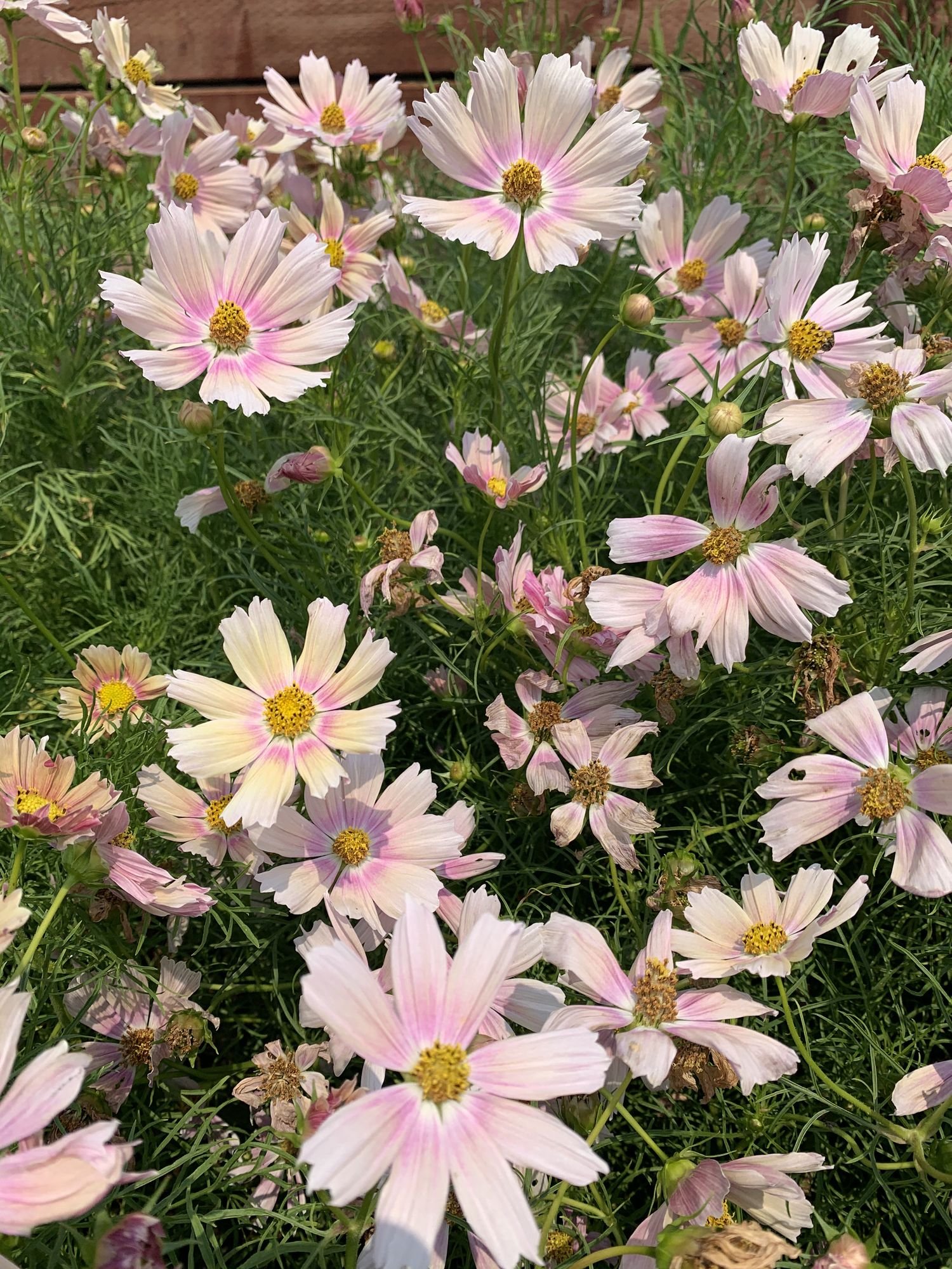 Cosmos 'Apricot Lemonade'