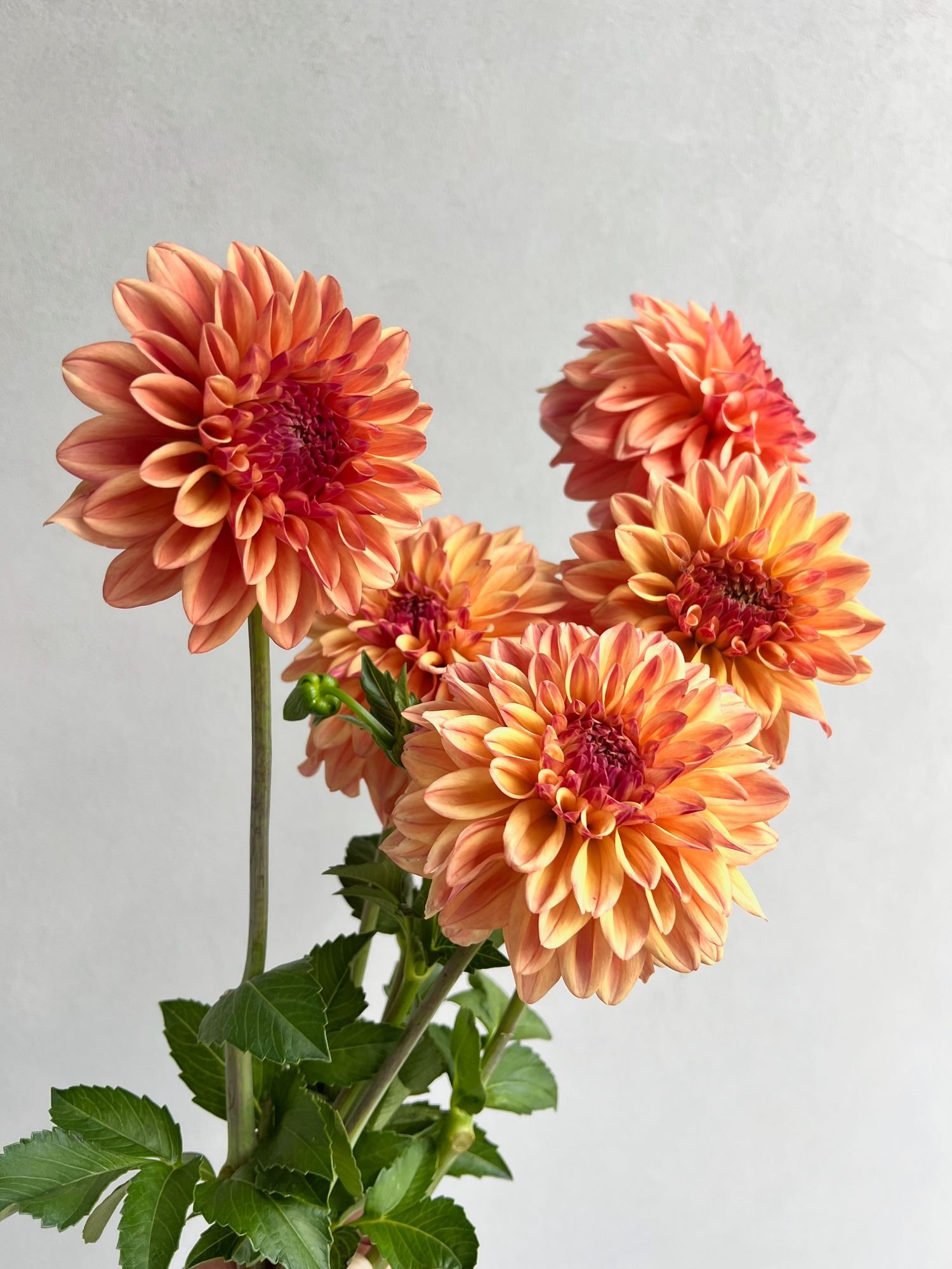 DAHLIA Ferncliff Copper