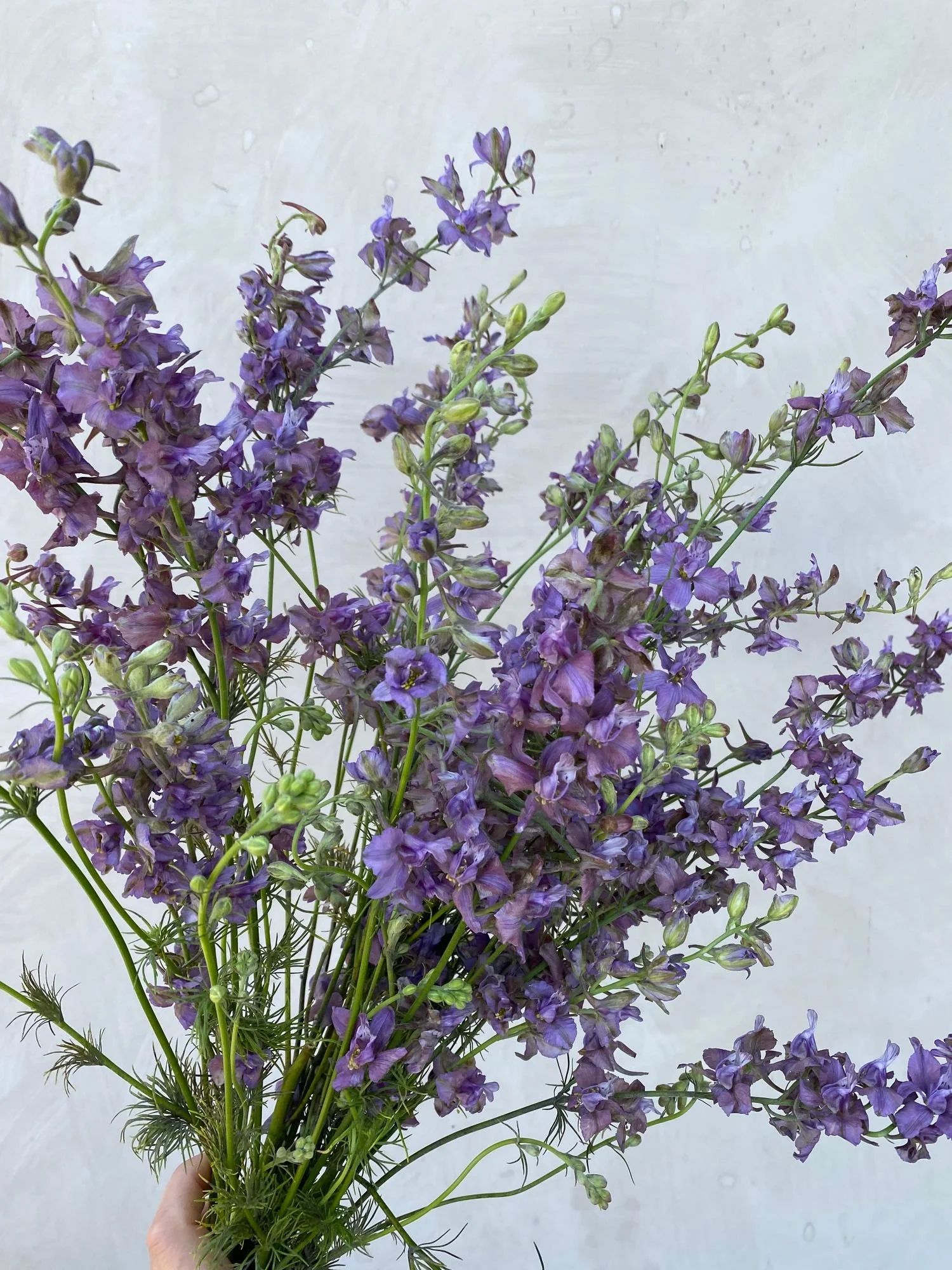 CONSOLIDA ajacis Misty Lavender