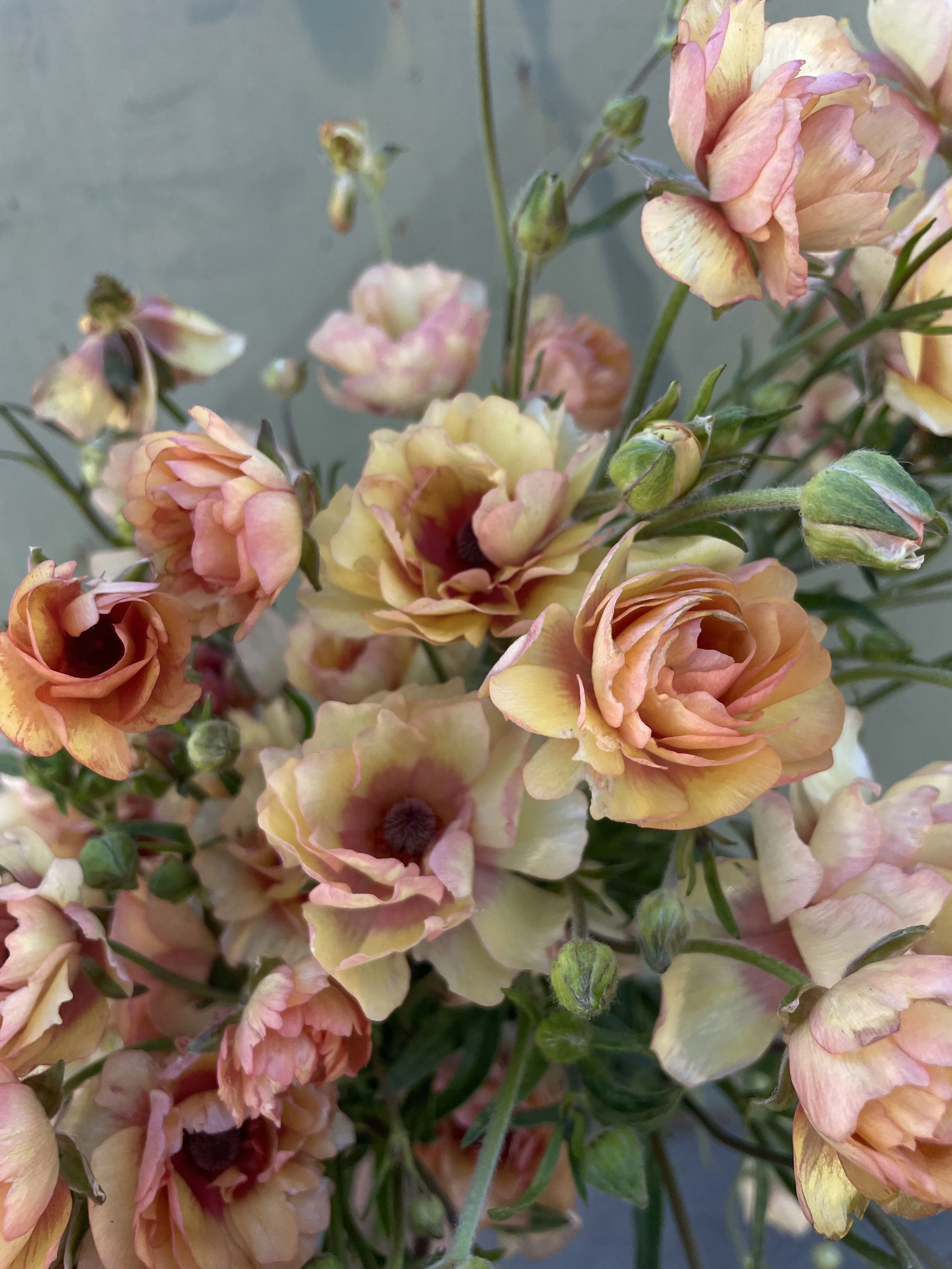 RANUNCULUS Butterfly Lotis (warm temps)