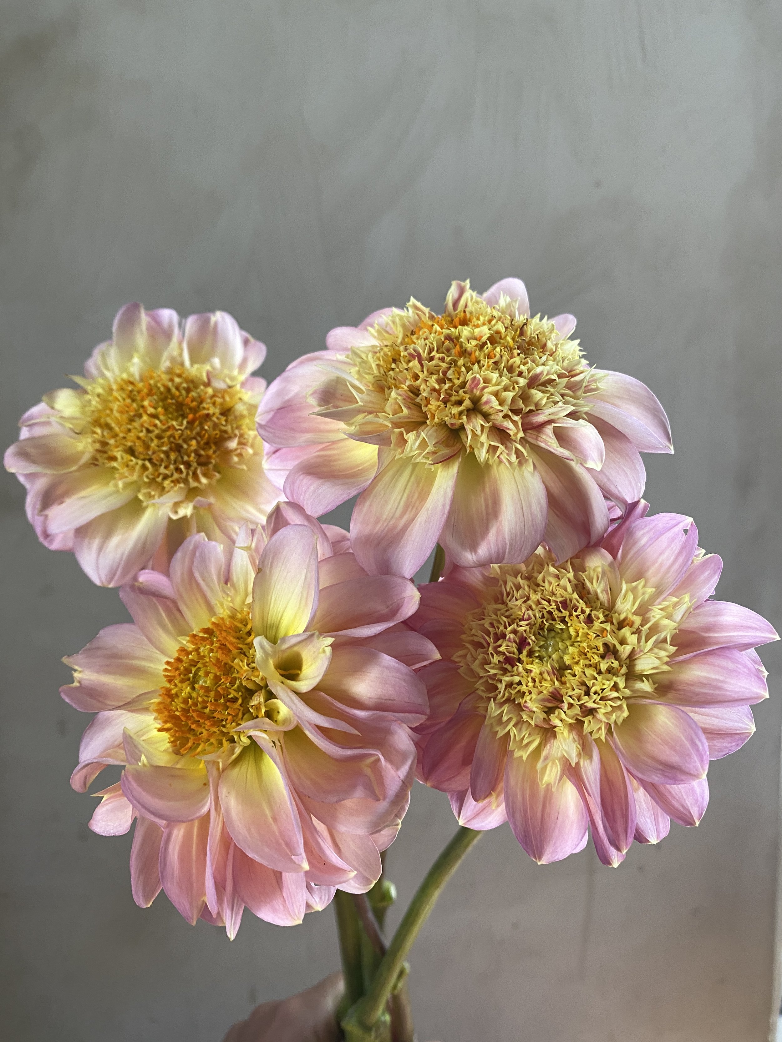 Dahlia 'Cupcake'
