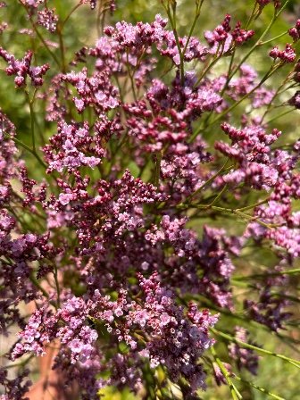 LIMONIUM x altaica Piuma Pink Touch