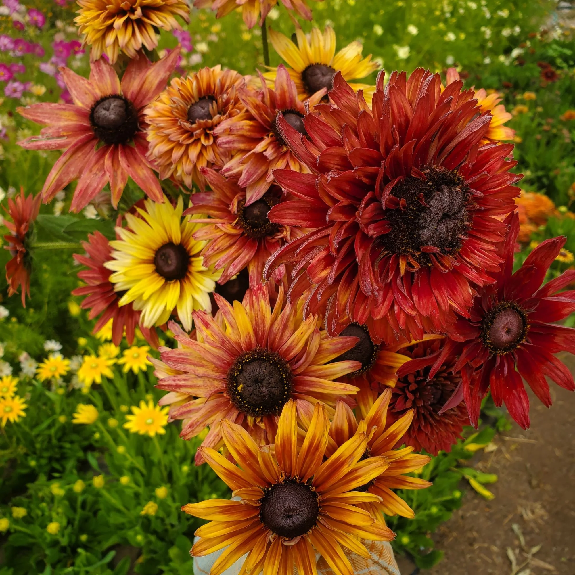 RUDBECKIA hirta Sahara