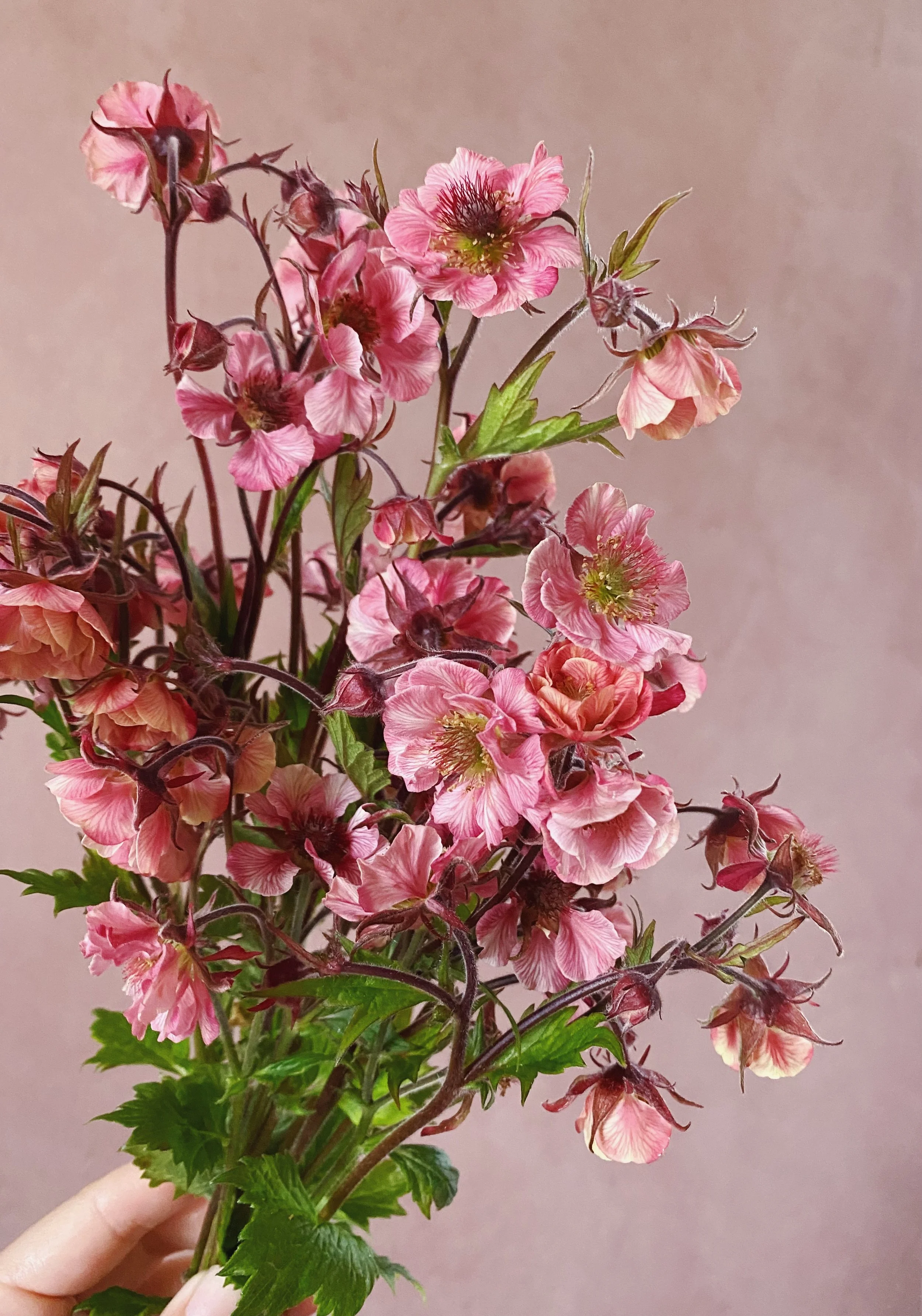 Geum 'Tempo Rose'