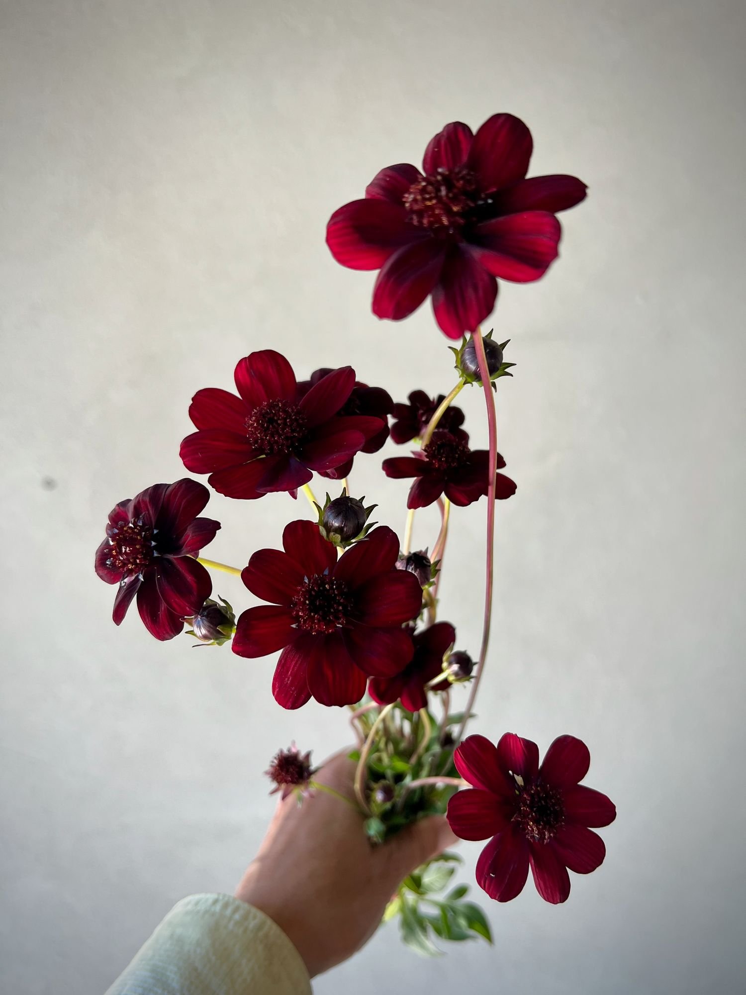 COSMOS atrosanguineus New Choco