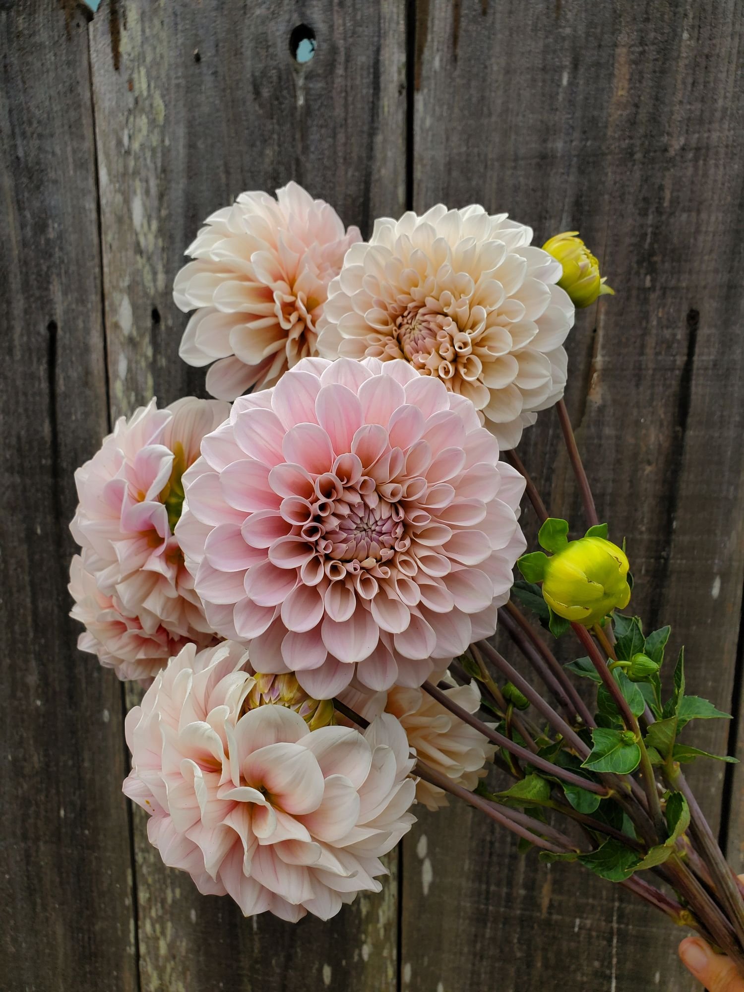 Dahlia 'Sweet Nathalie'