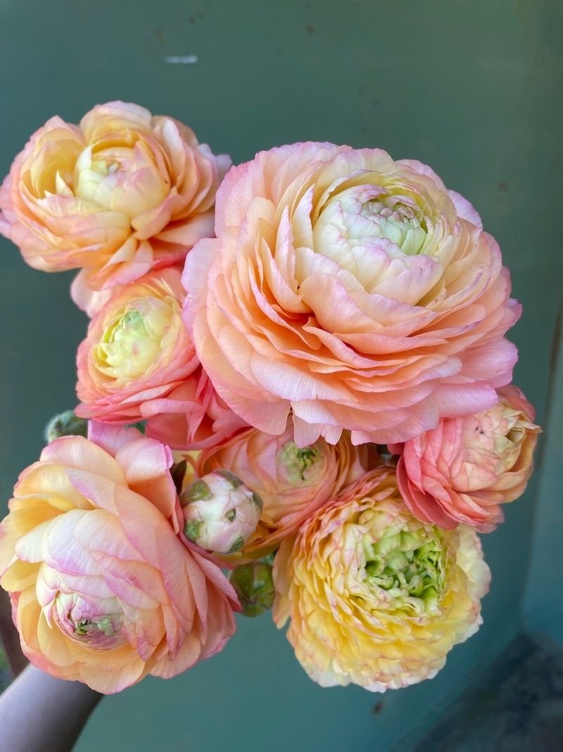 Ranunculus 'Pastel'