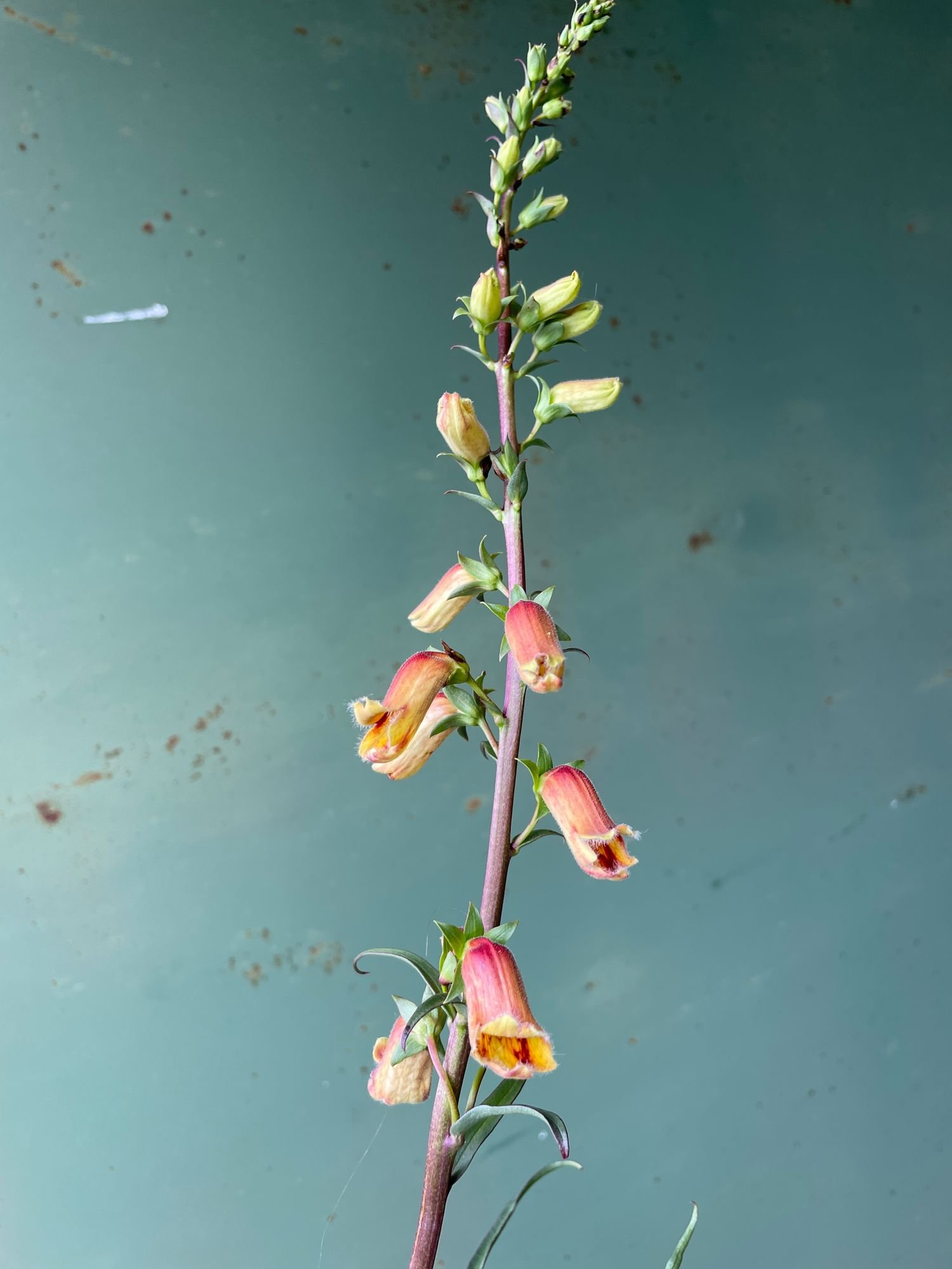 DIGITALIS obscura