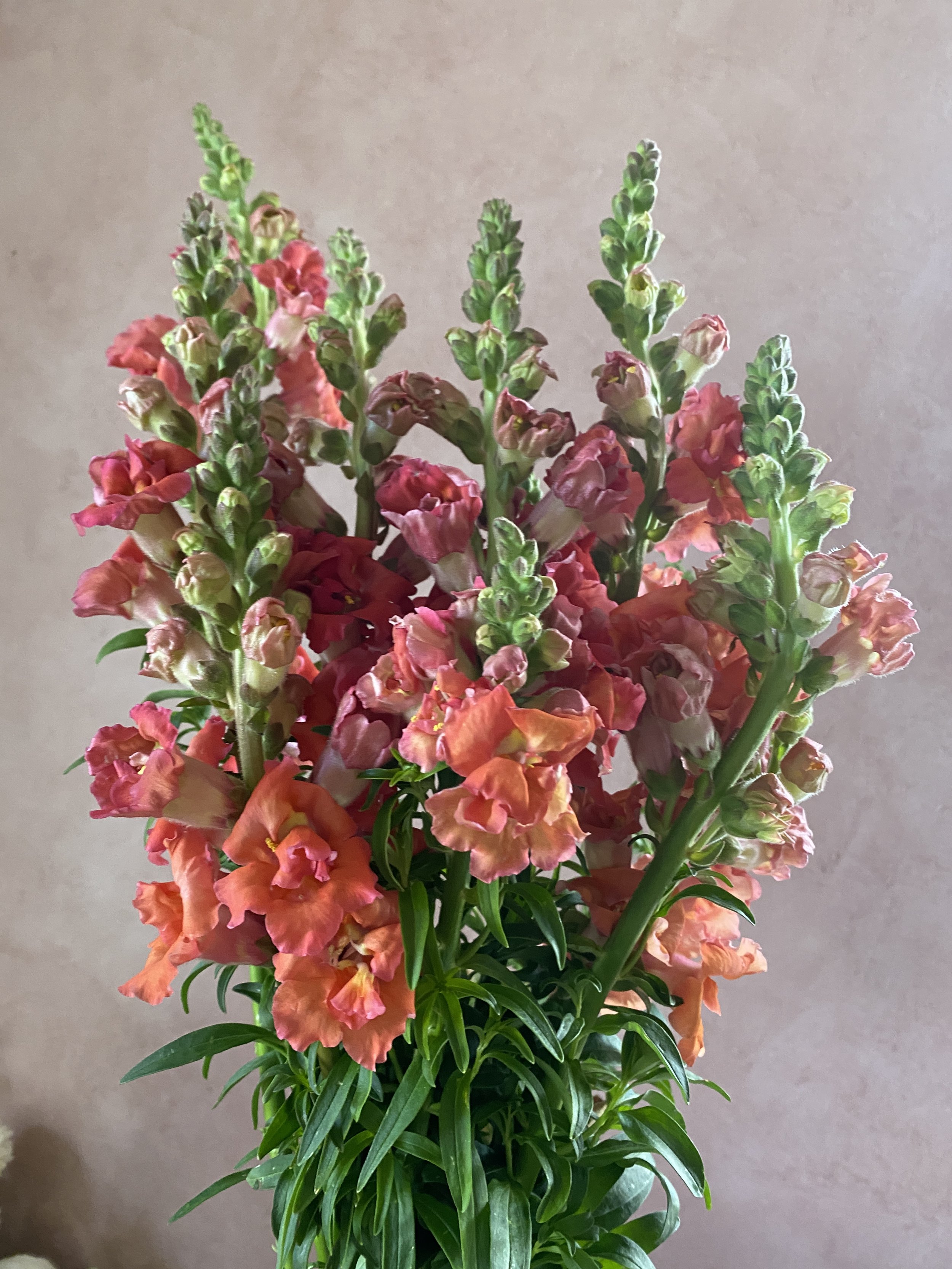 Snapdragon 'Madame Butterfly Bronze' $15 bu