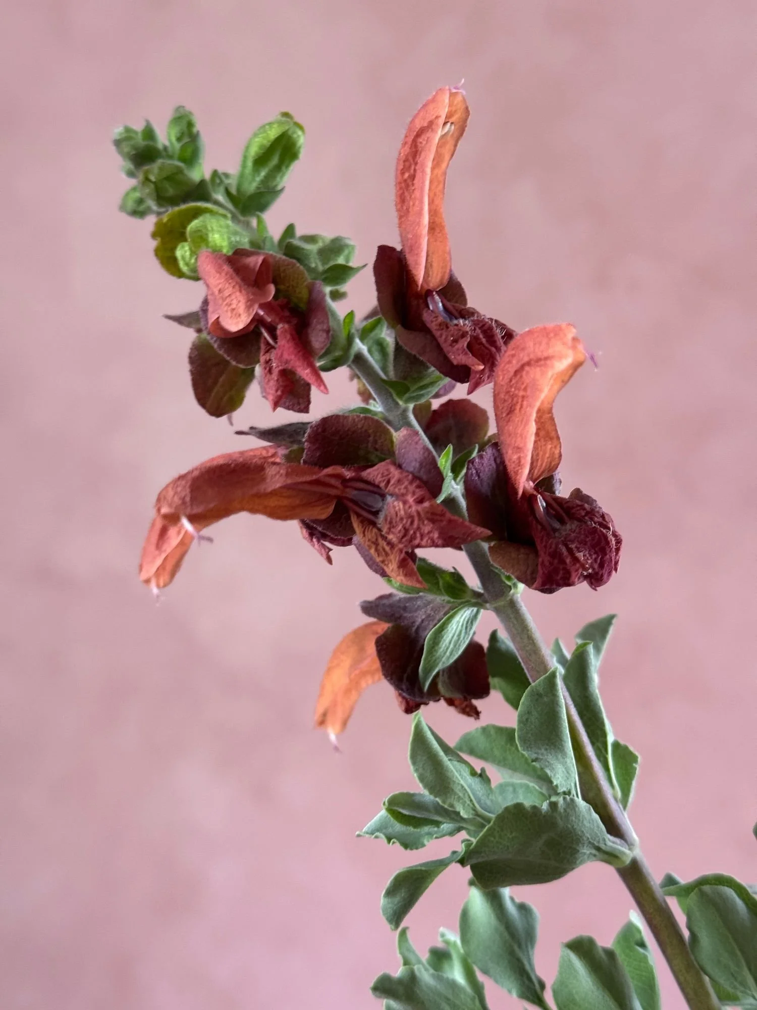 SALVIA africana-lutea