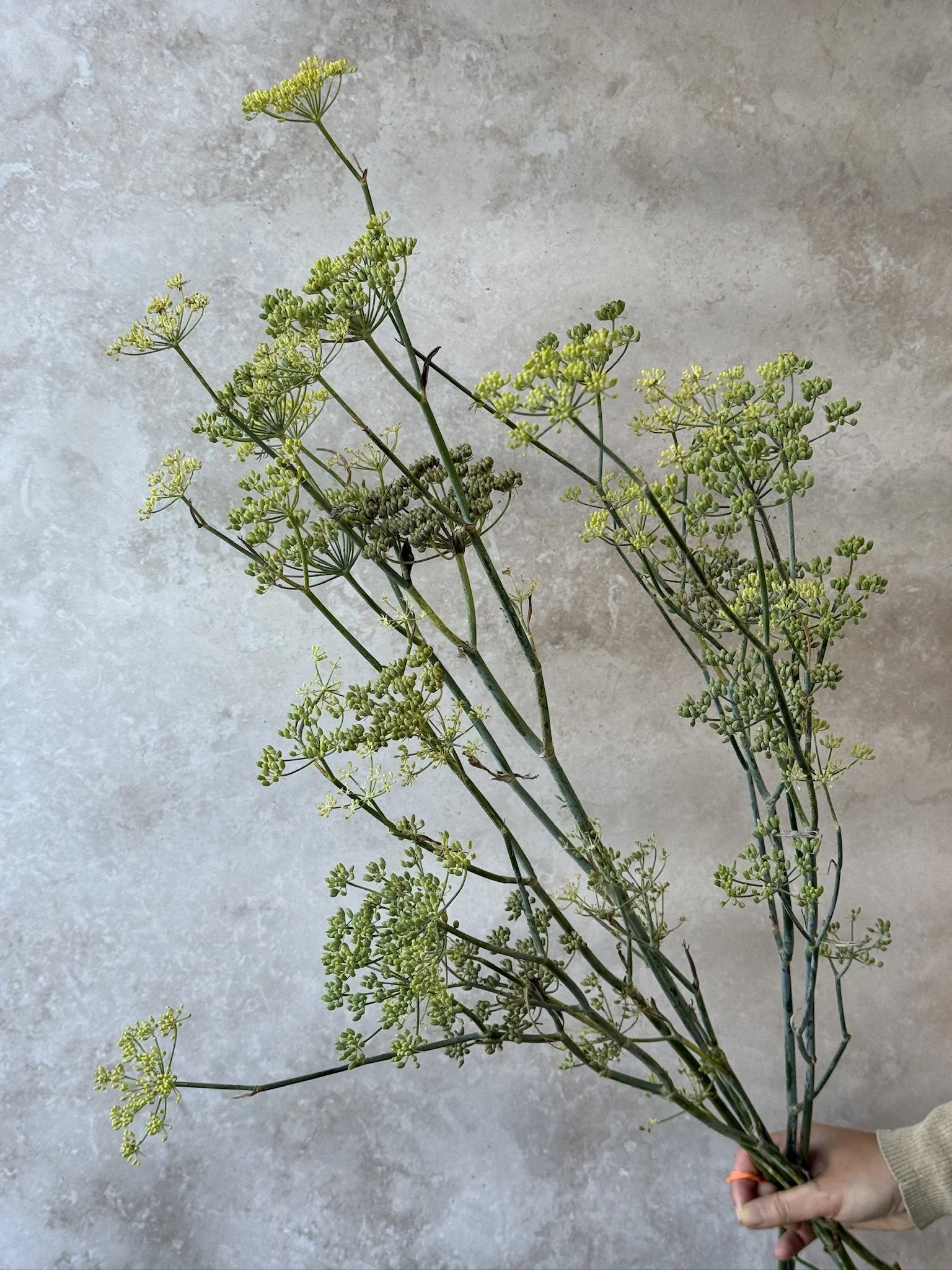 FOENICULUM vulgare (Wild Fennel)