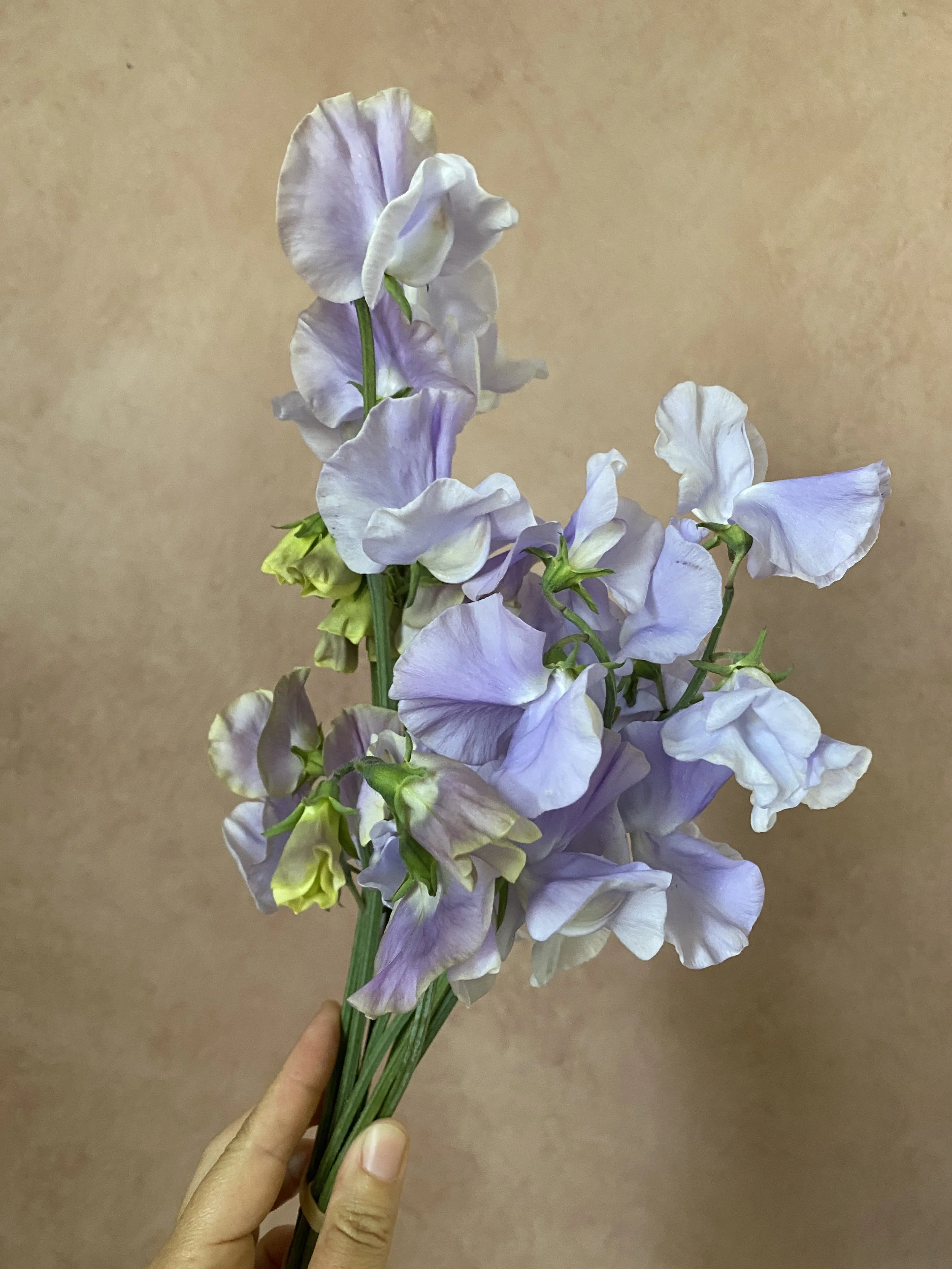 Sweet Pea 'Bristol'