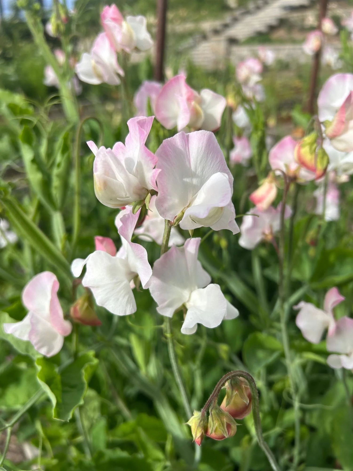LATHYRUS odoratus Pink Mix