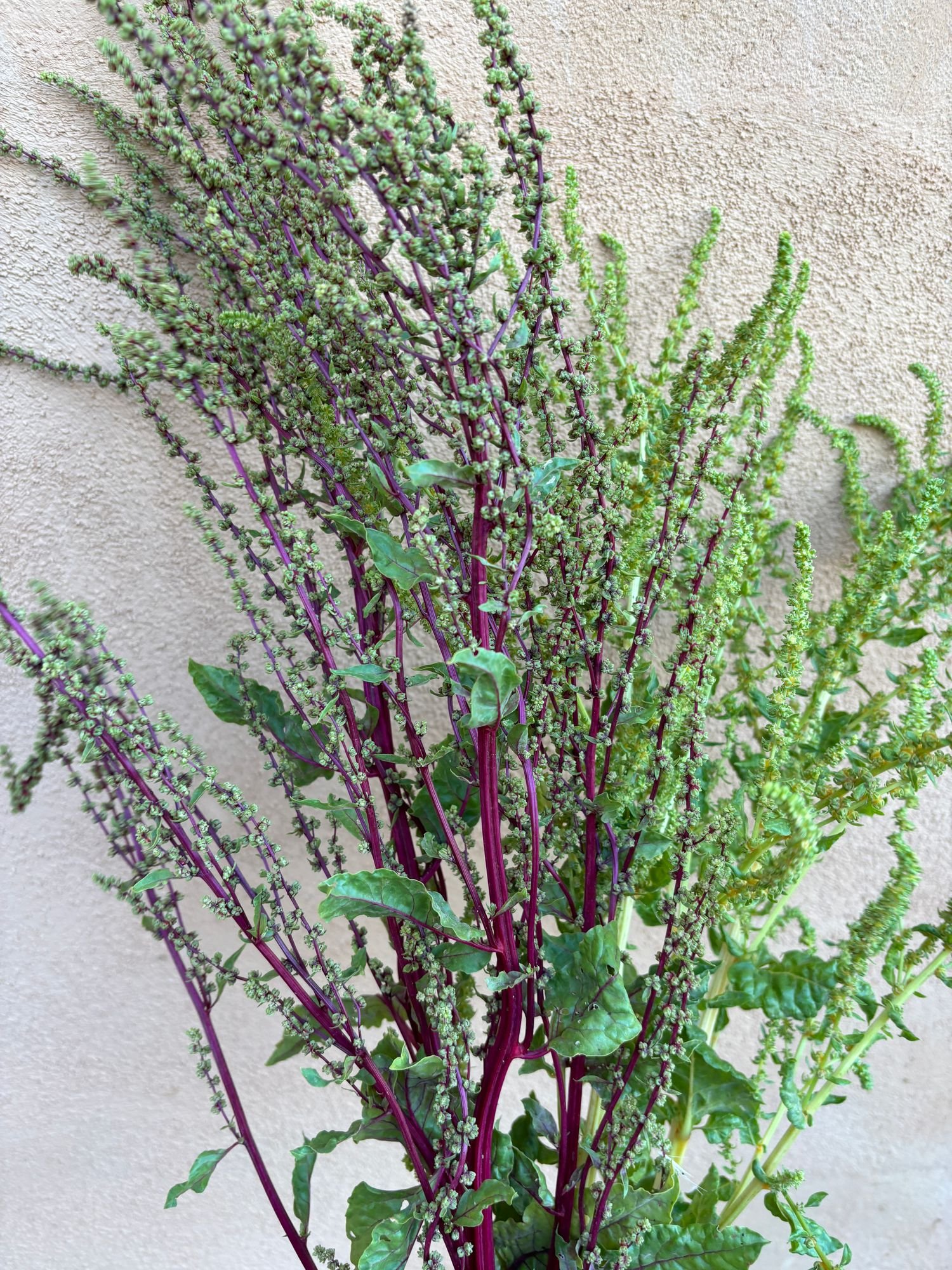 Swiss Chard Flowers