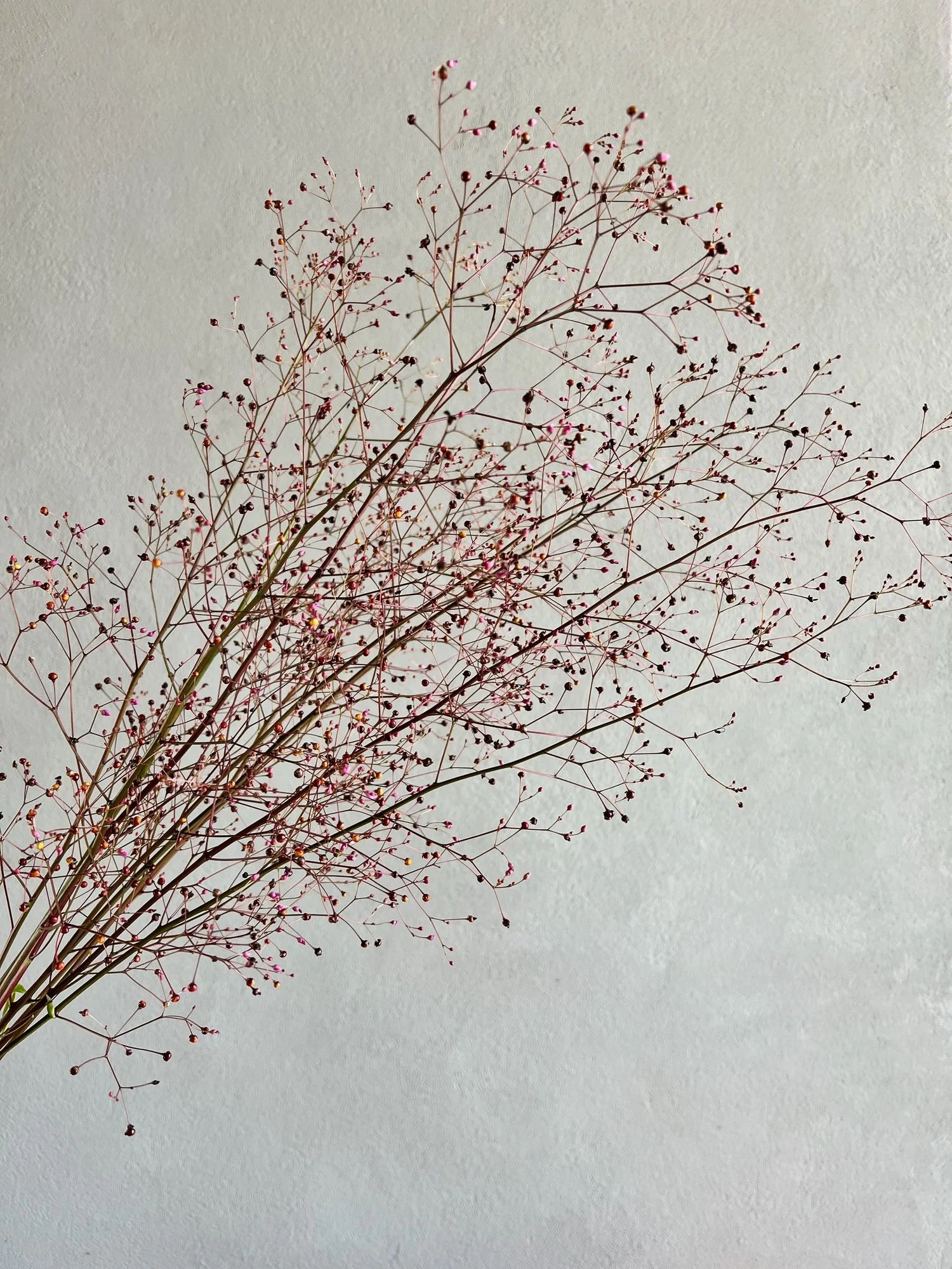 TALINUM paniculatum Limon