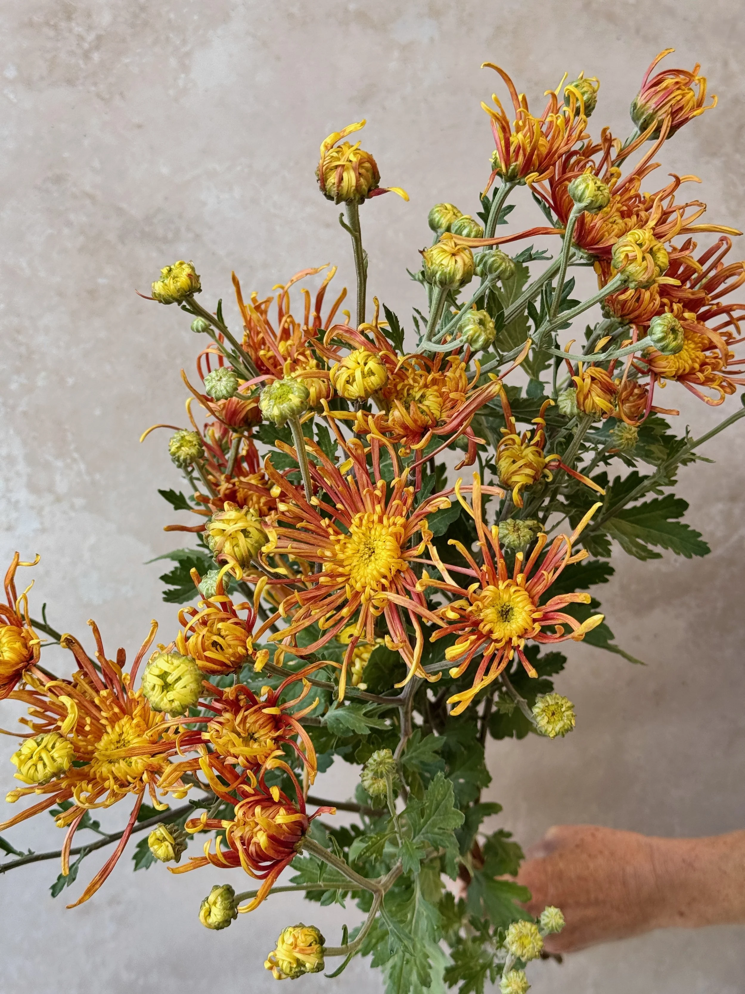 CHRYSANTHEMUM Coral Reef