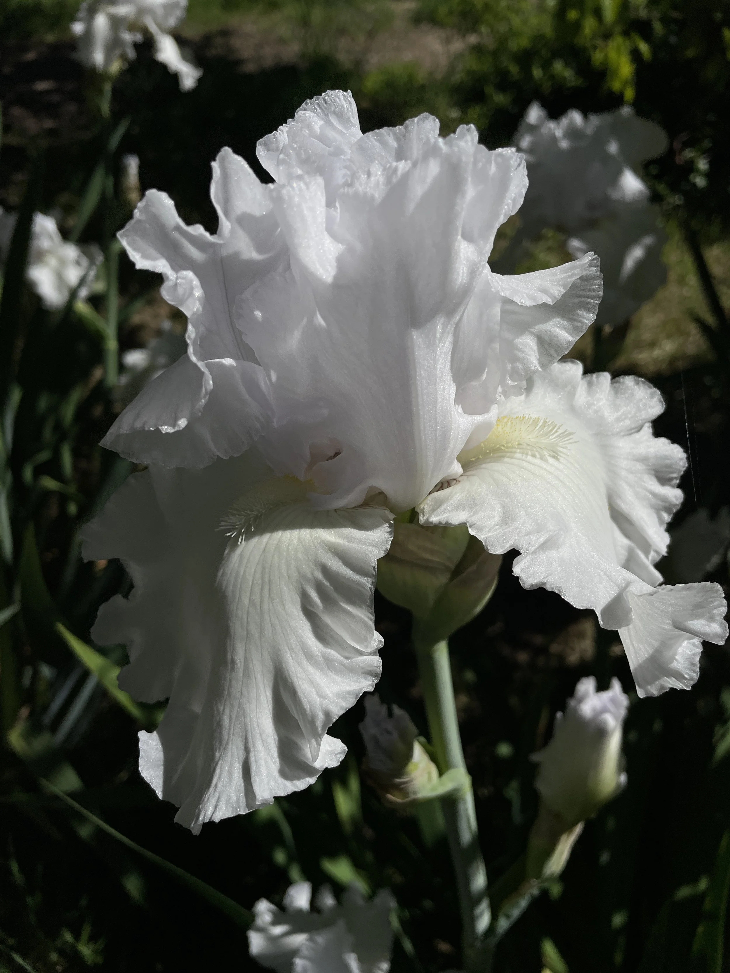 Bearded Iris