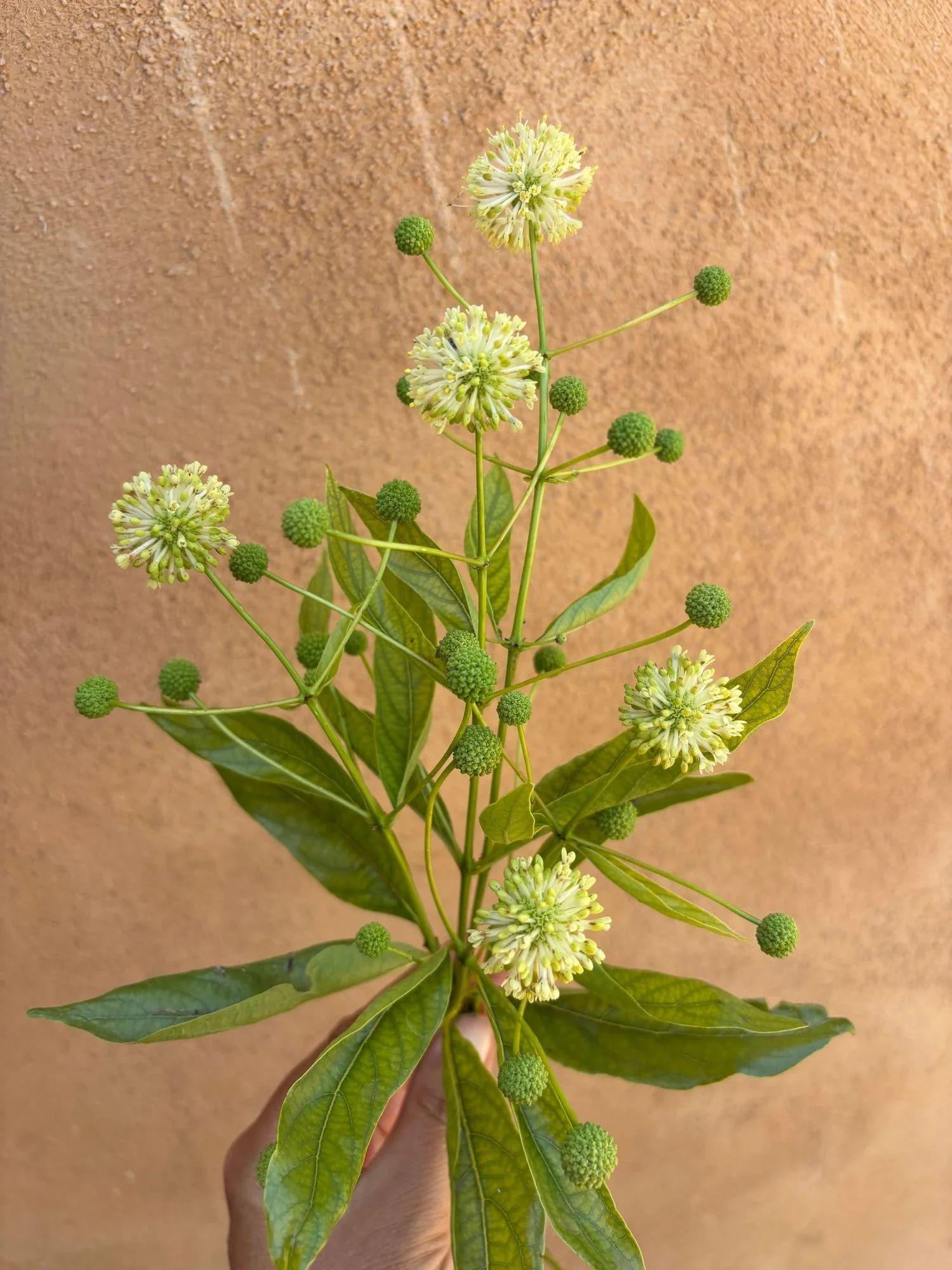 CEPHALANTHUS occidentalis
