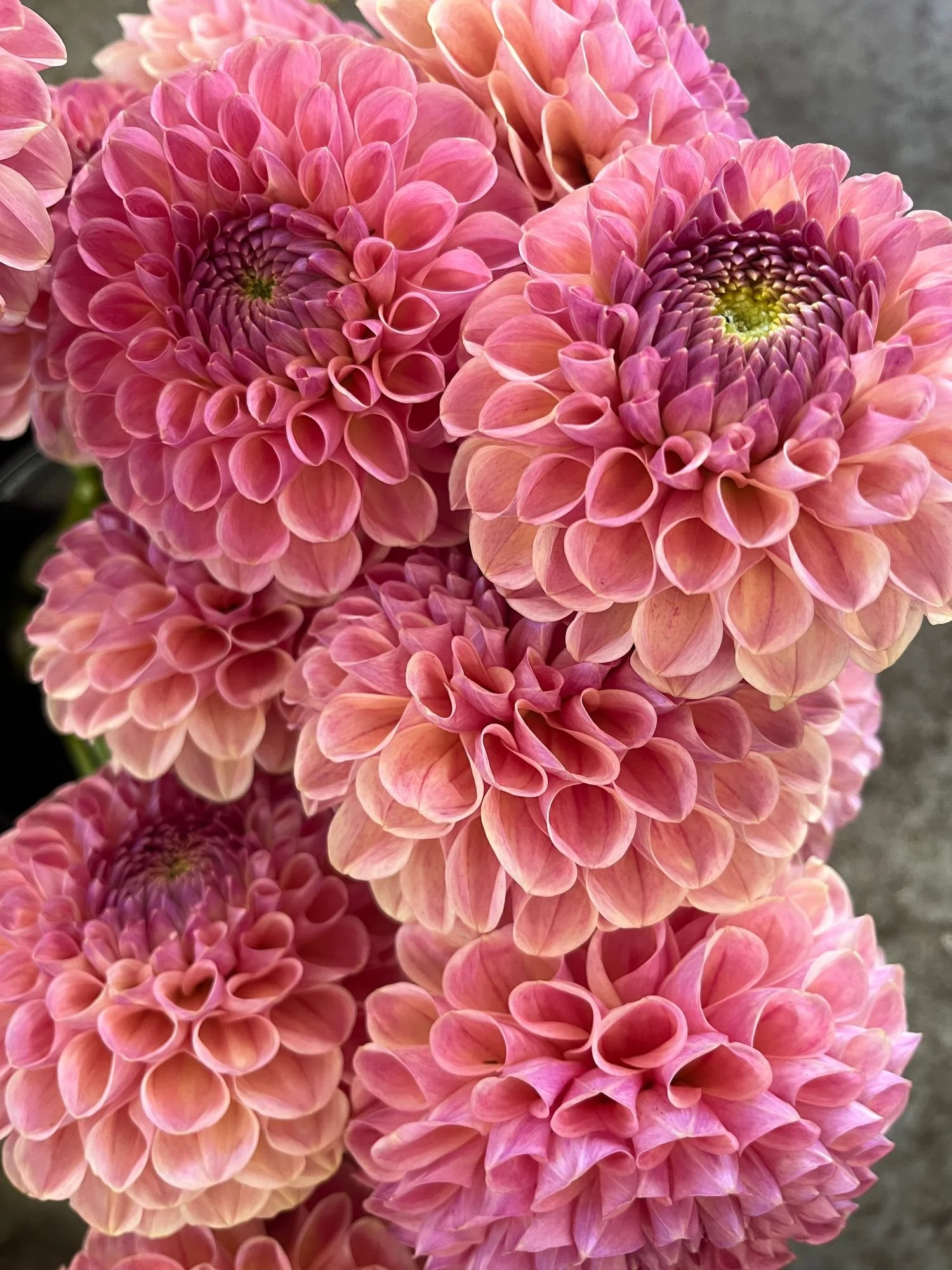 DAHLIA Clearview Peachy