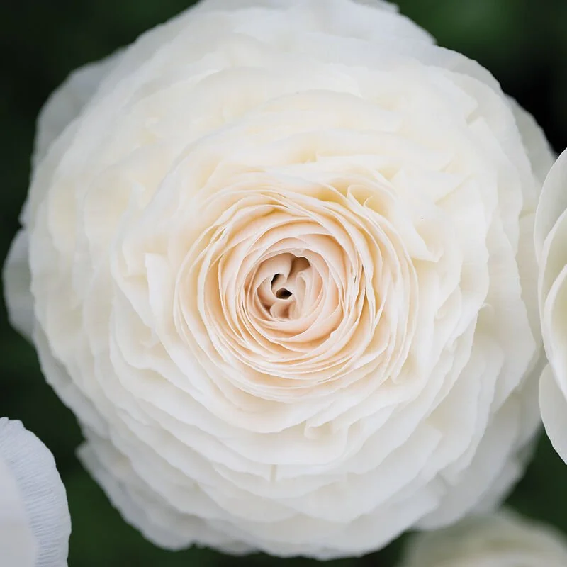 RANUNCULUS Romance Courchevel