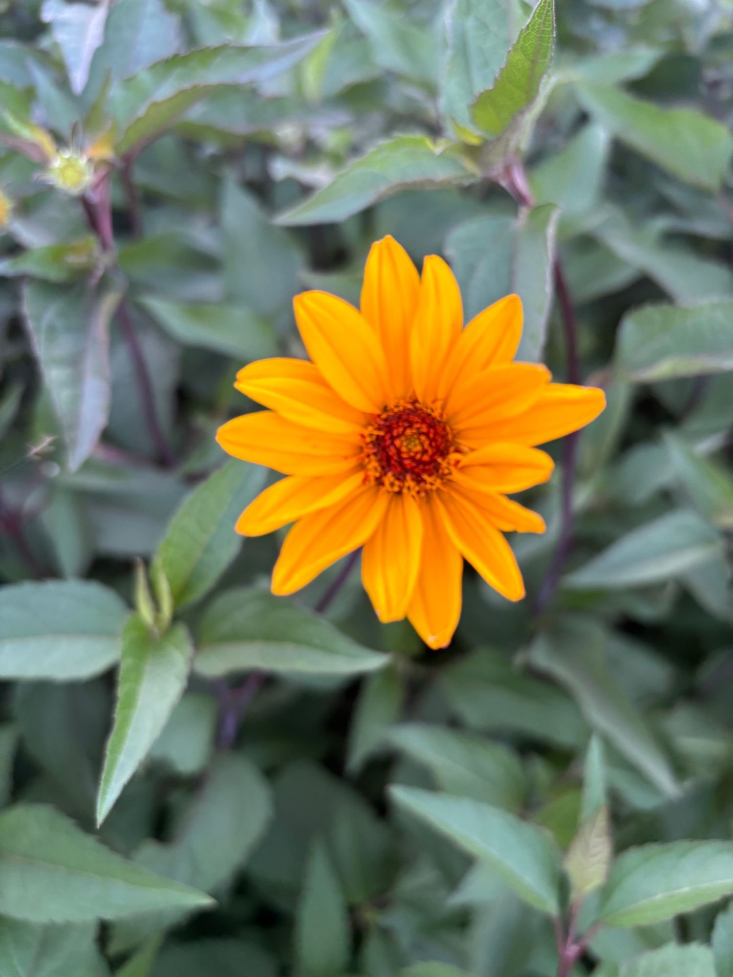 Heliopsis 'Summer Nights'