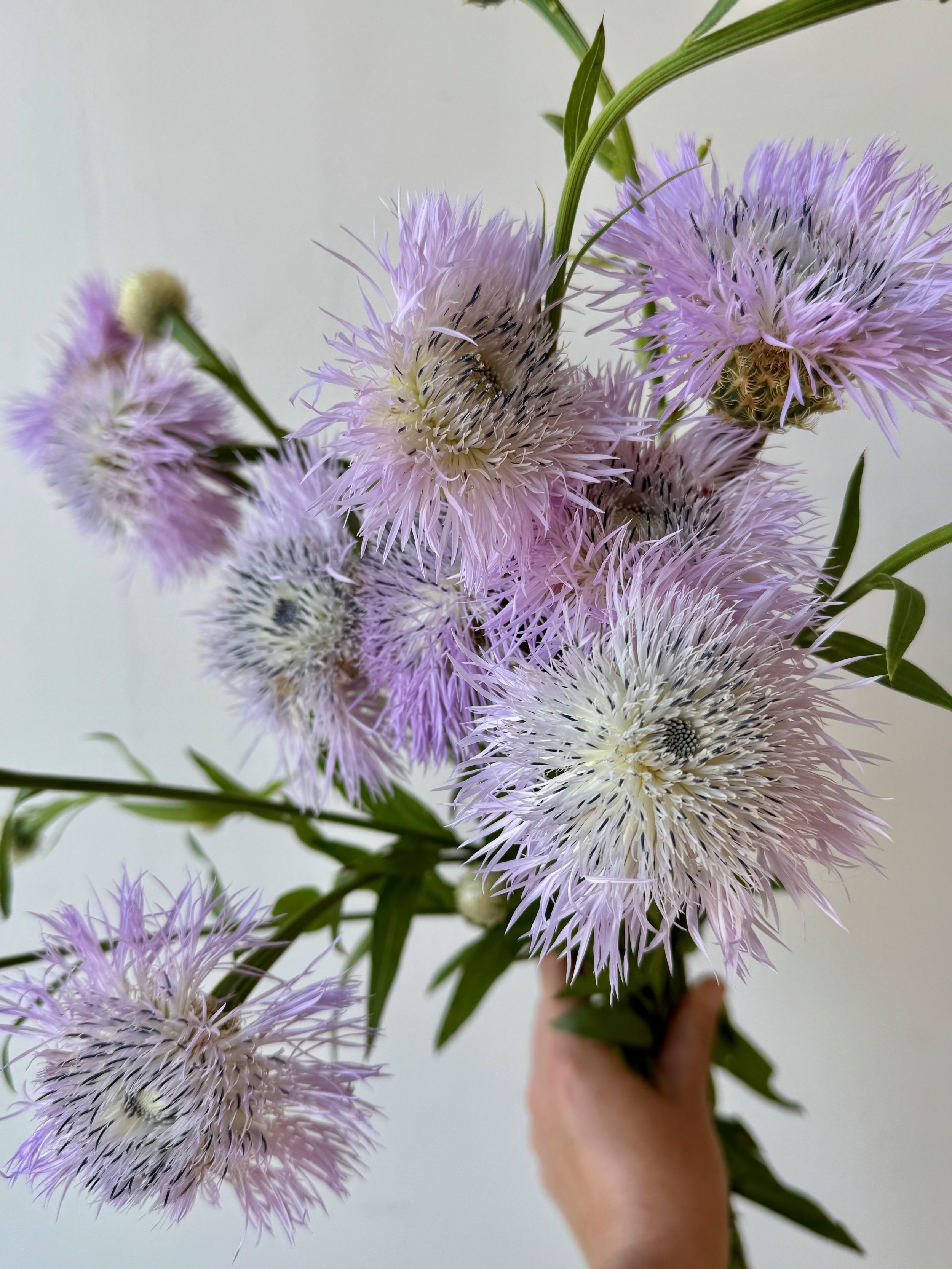 CENTAUREA americana