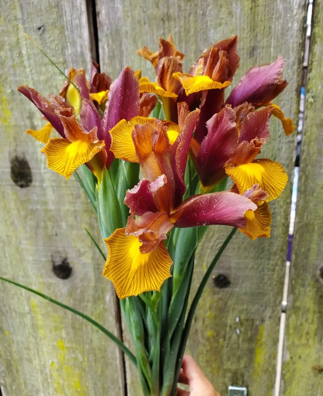 Iris 'Lion King'