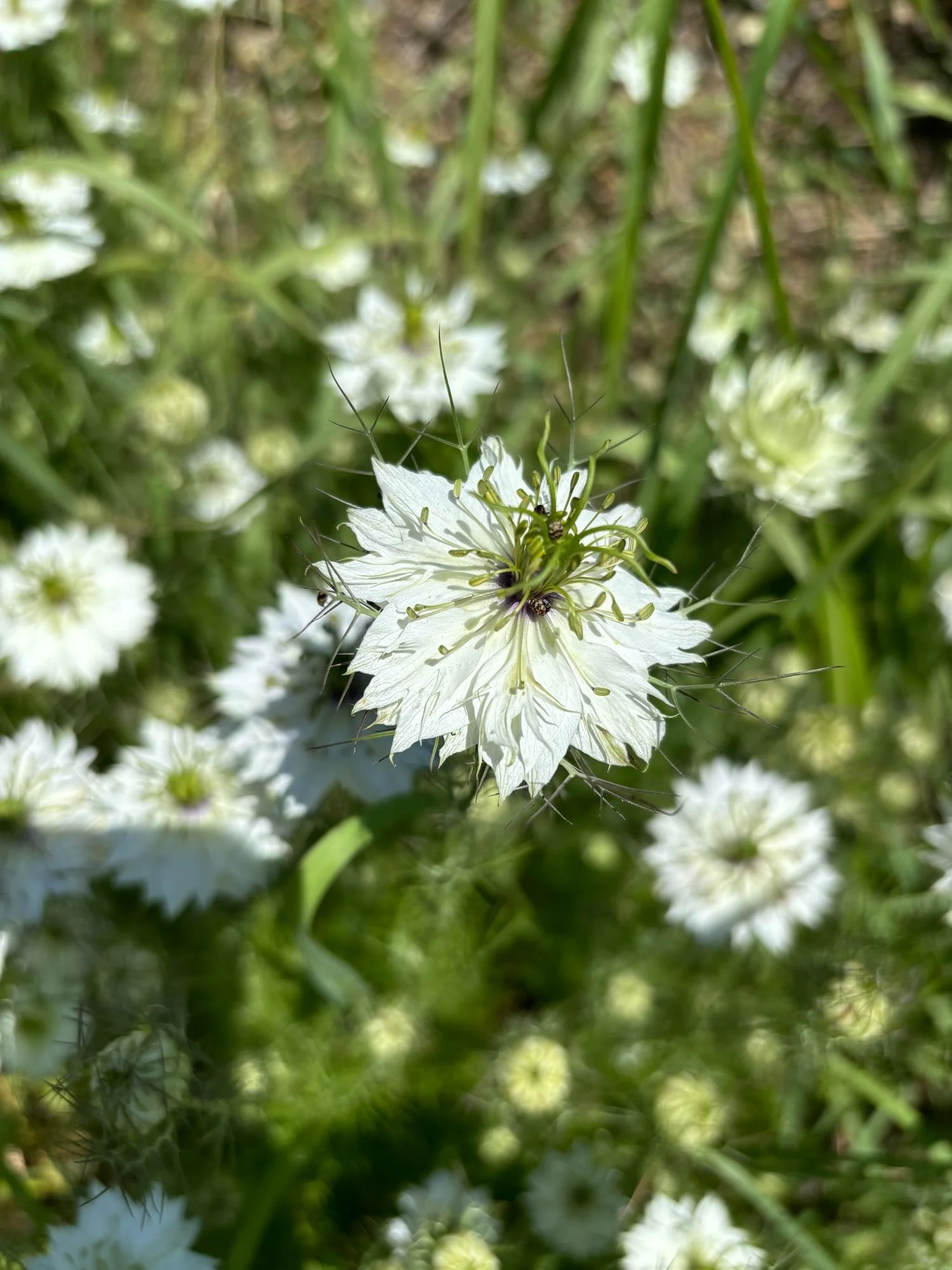 Nigella