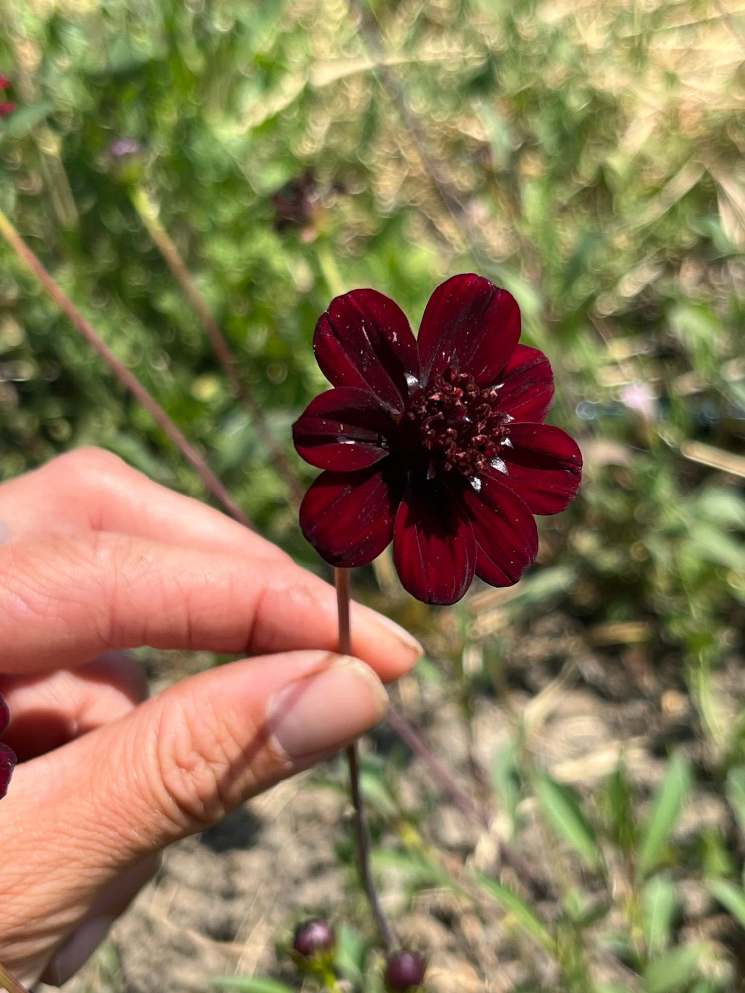 COSMOS atrosanguineus New Choco