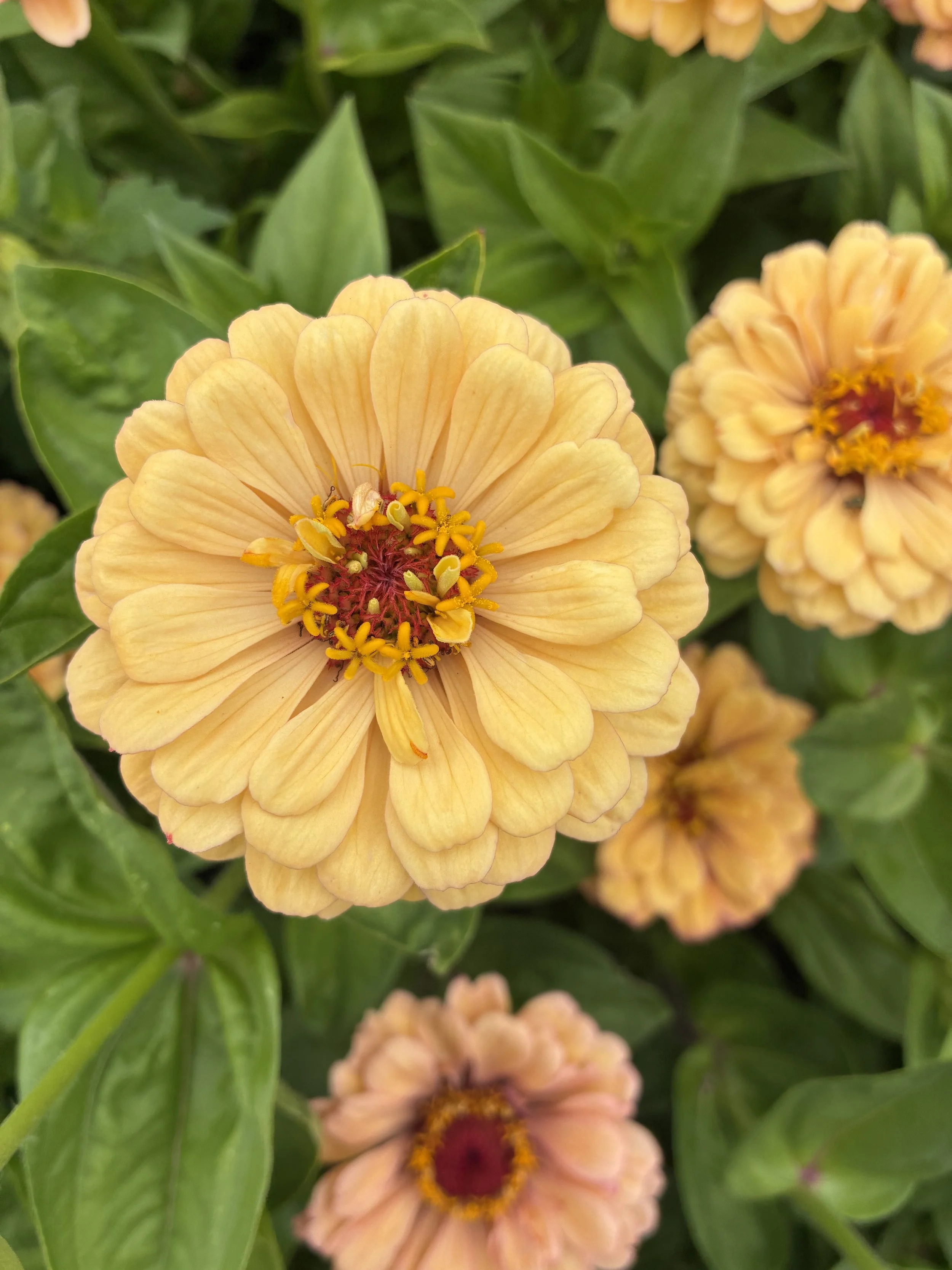 ZINNIA elegans Golden Hour
