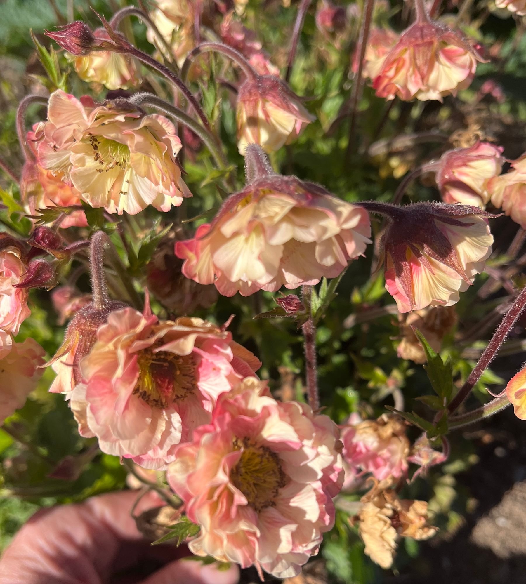 GEUM x Censation Apricot Pearl