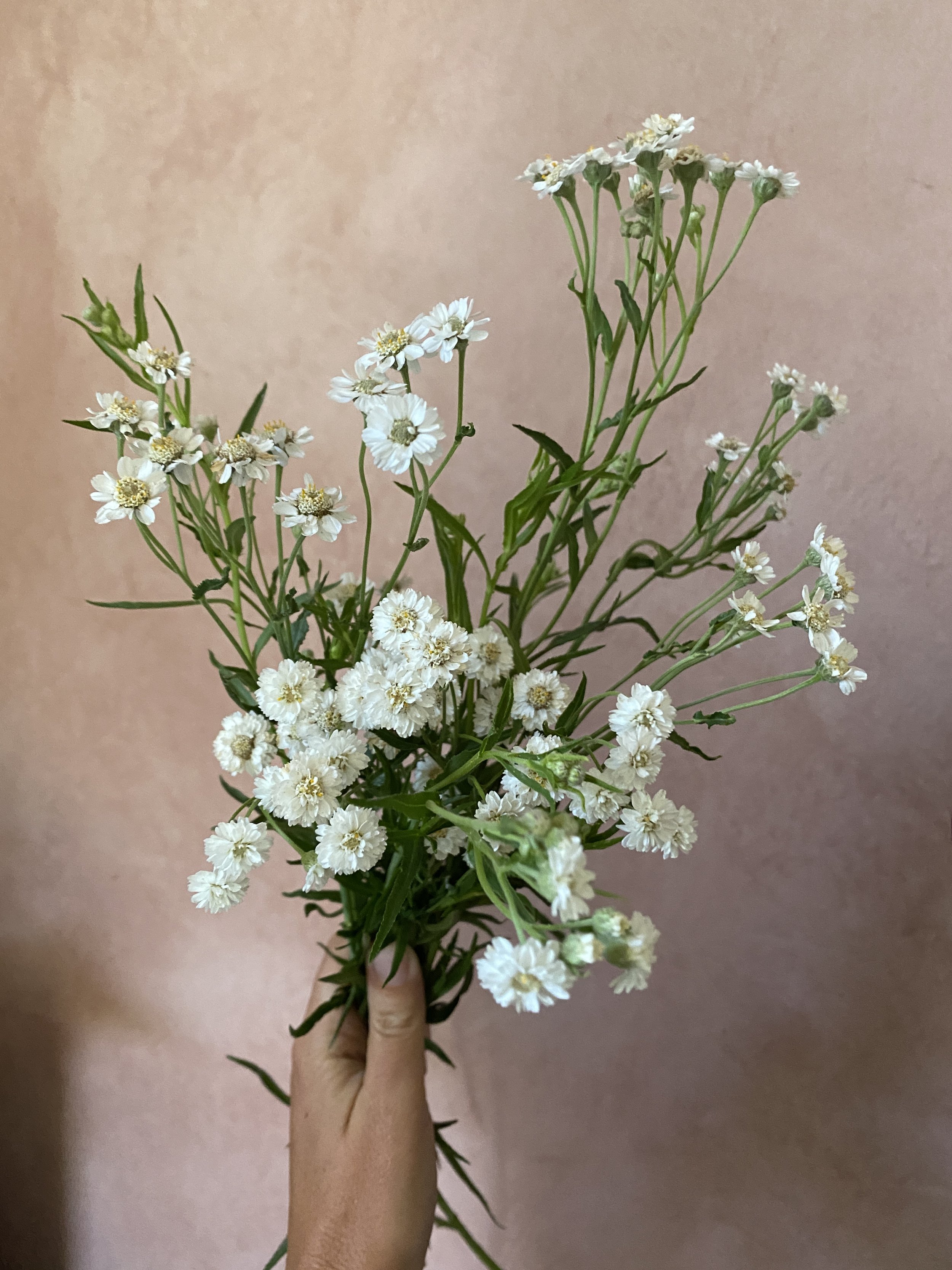 Yarrow 'The Pearl'