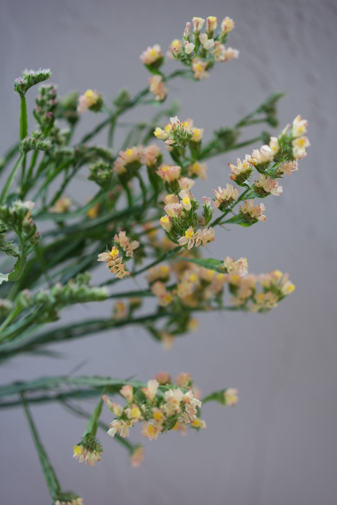LIMONIUM sinuatum Hipster Apricot