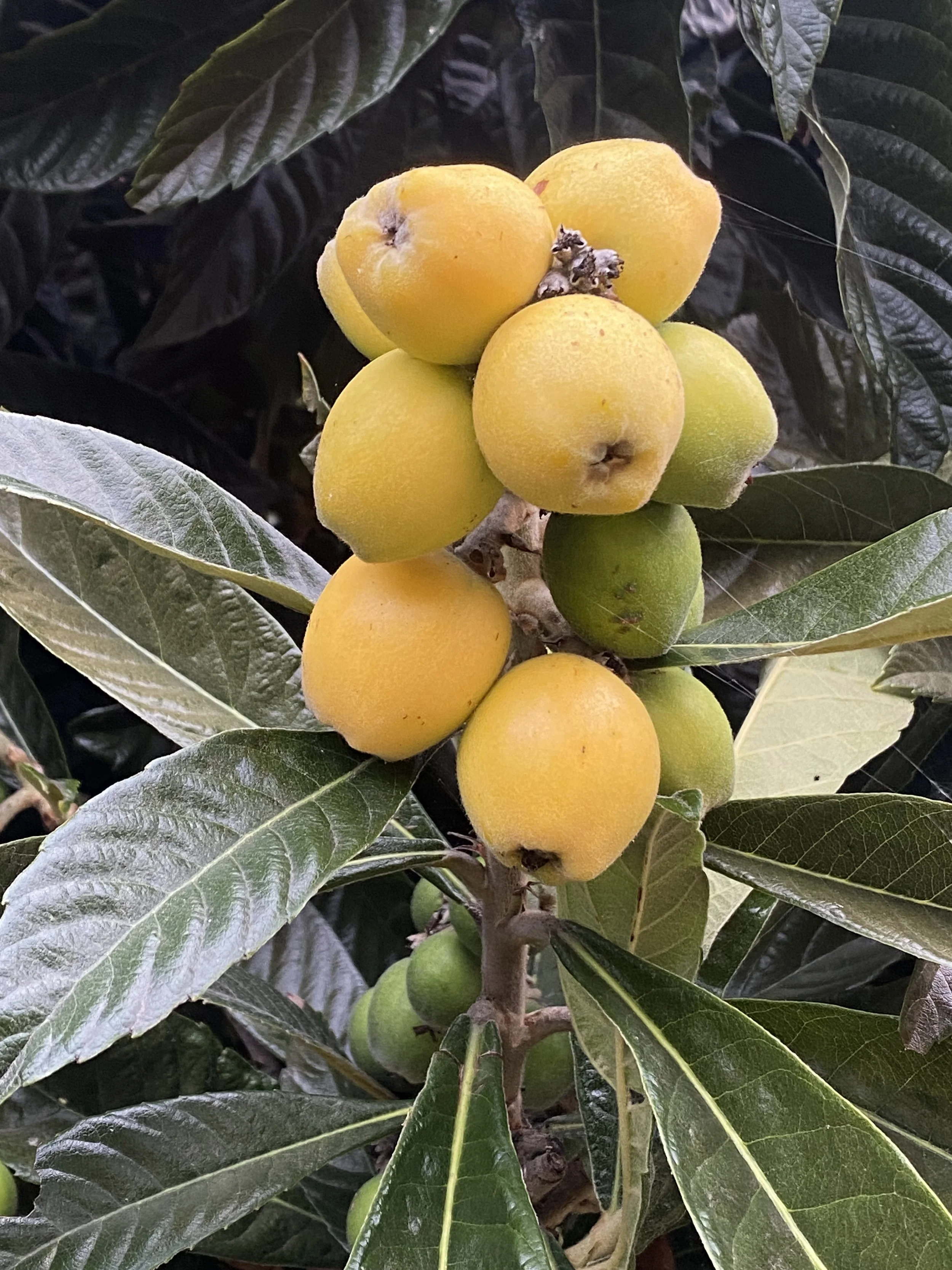 Loquat Fruit