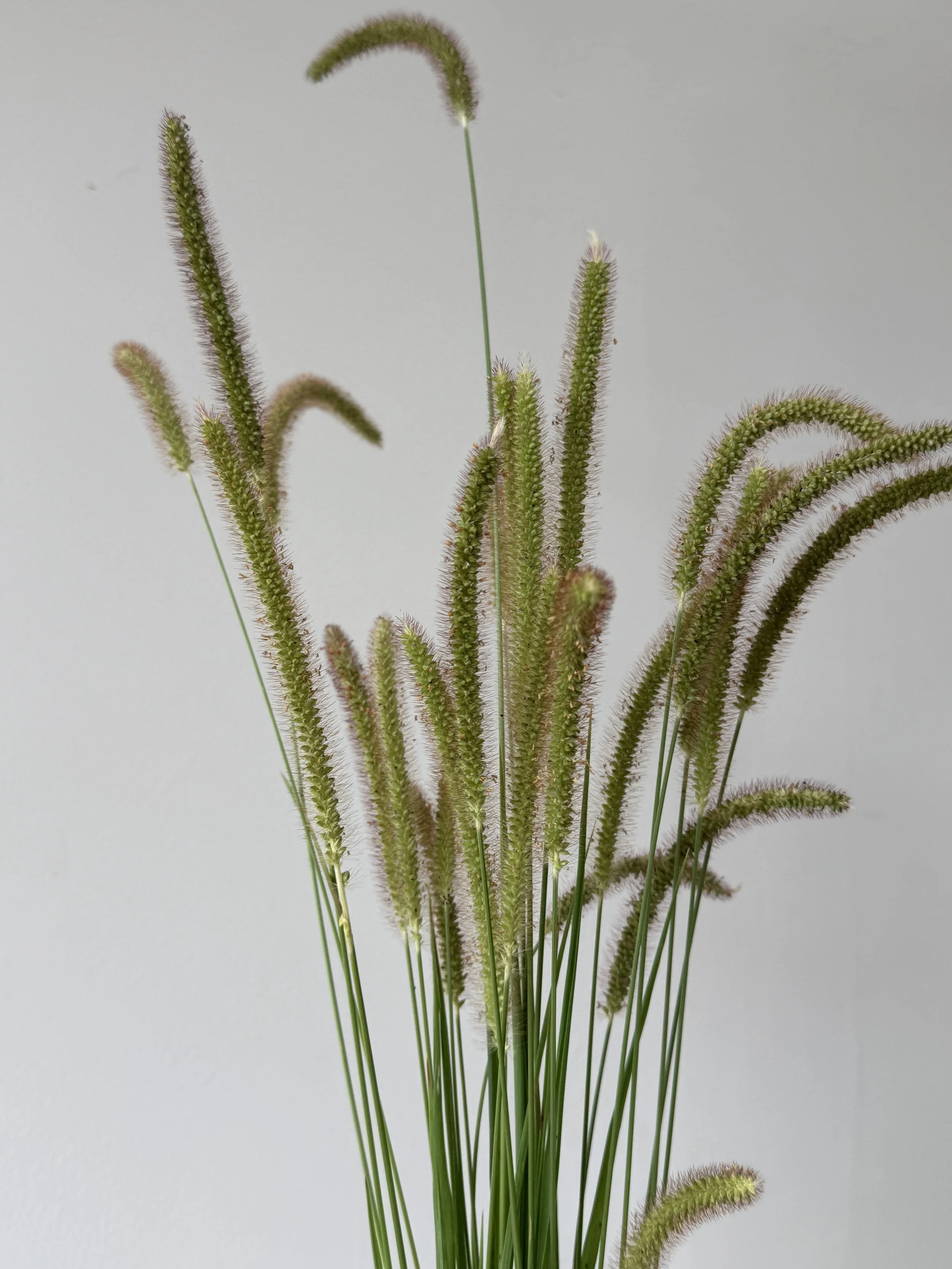 SETARIA pumila
