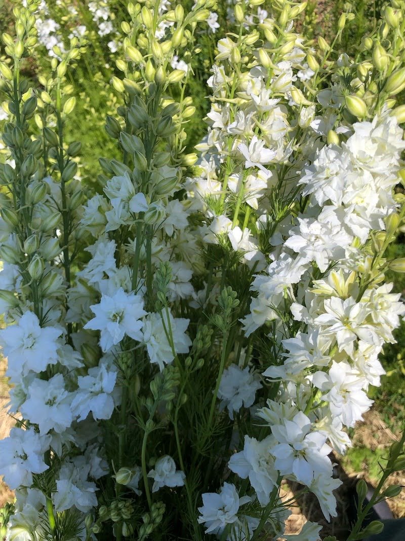 Larkspur 'QIS White'