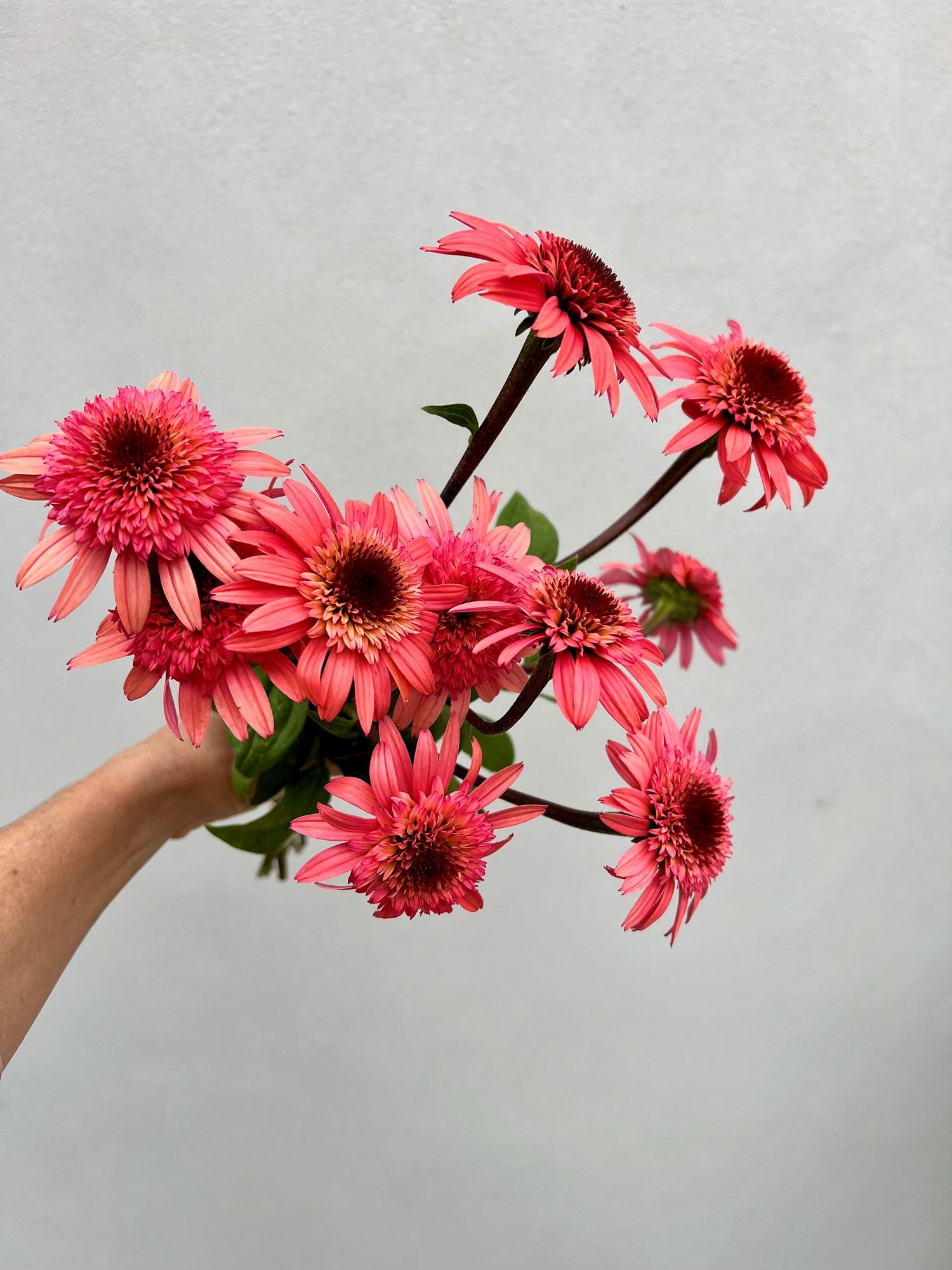 ECHINACEA purpurea Raspberry Truffle
