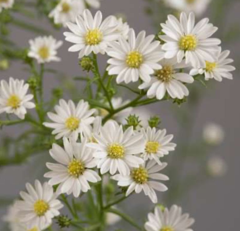ASTER x Pearla