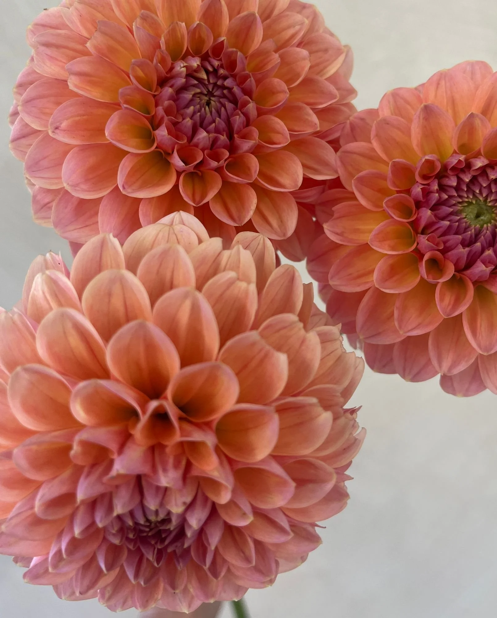 DAHLIA Jowey Winnie (limited quantity)
