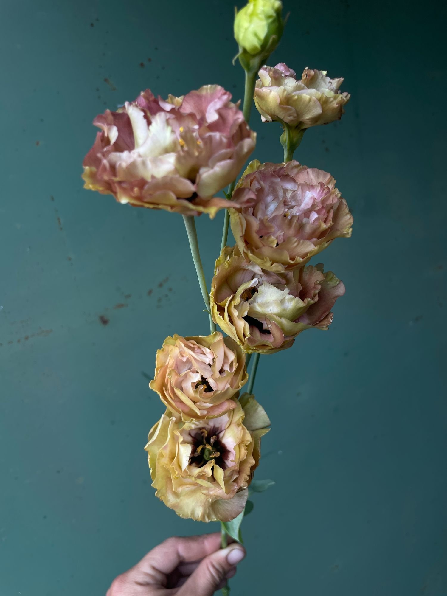 Lisianthus 'Rosanne 1'