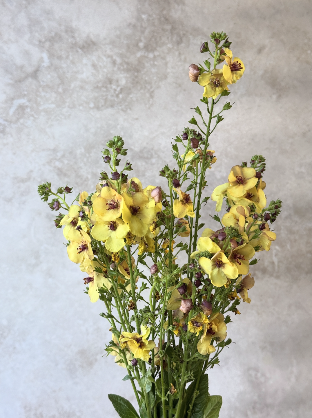 VERBASCUM Honey Dijon