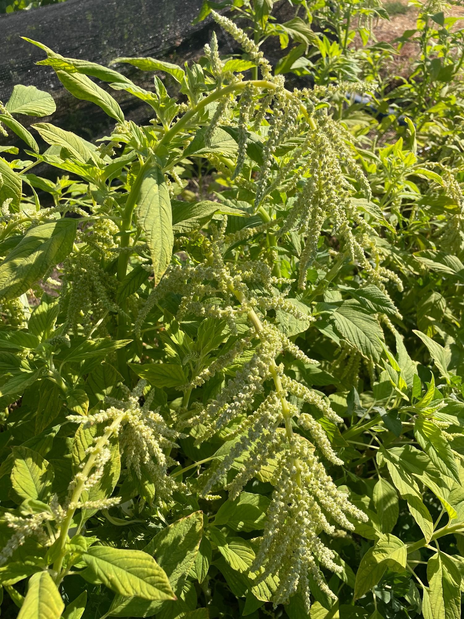 Amaranthus 'Green cascade'