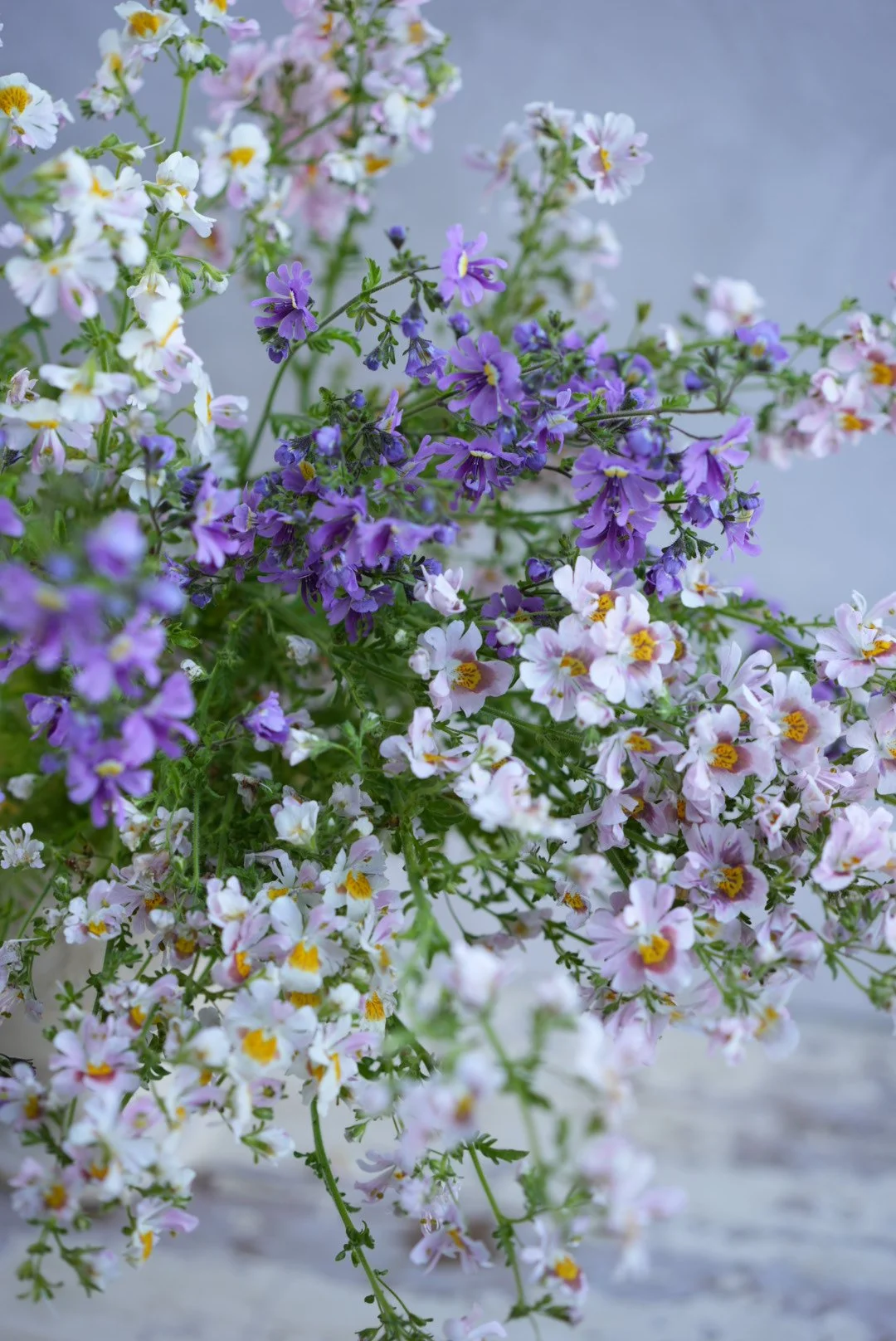 SCHIZANTHUS pinnatus