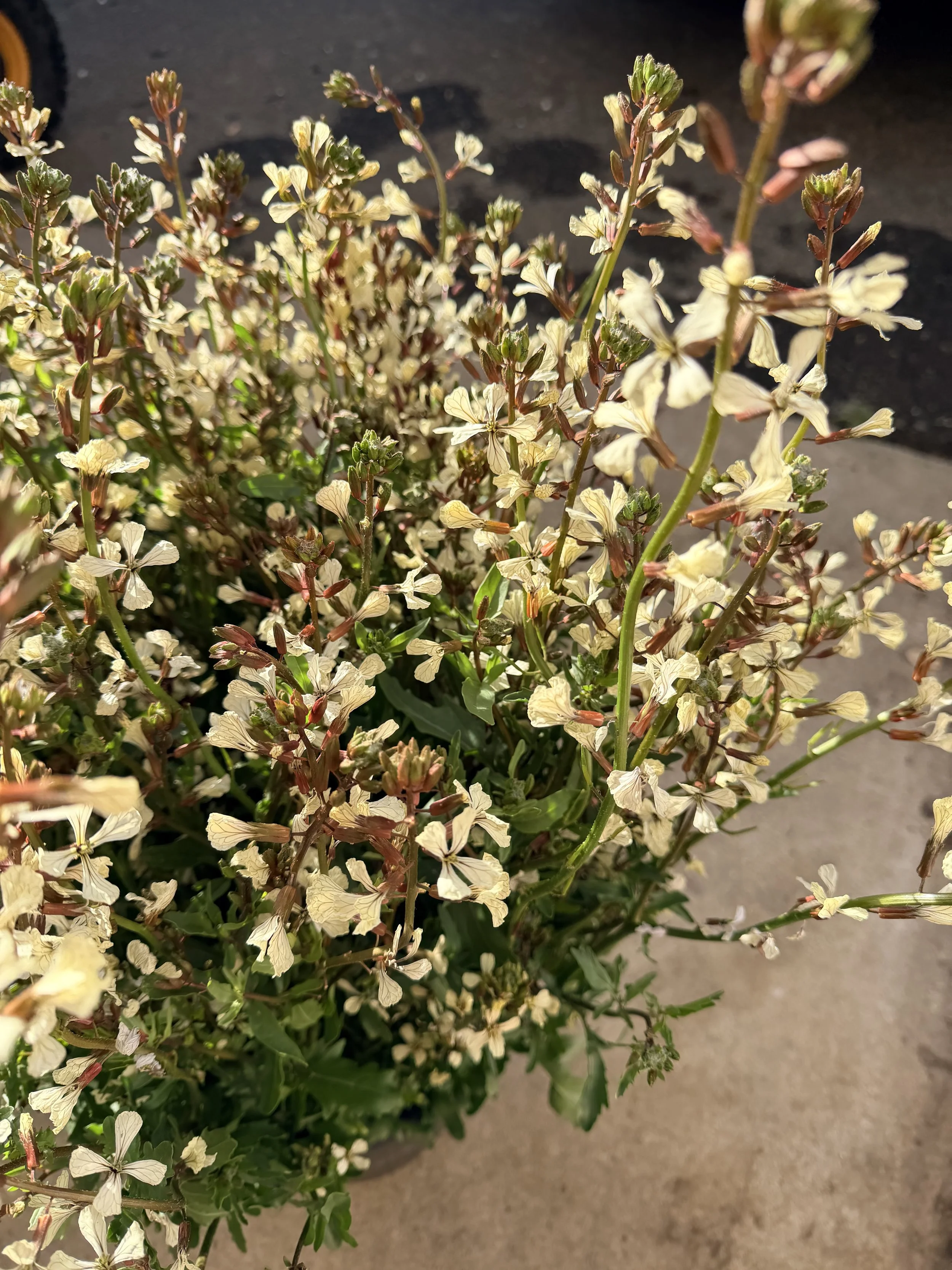 ERUCA vesicaria ssp. sativa