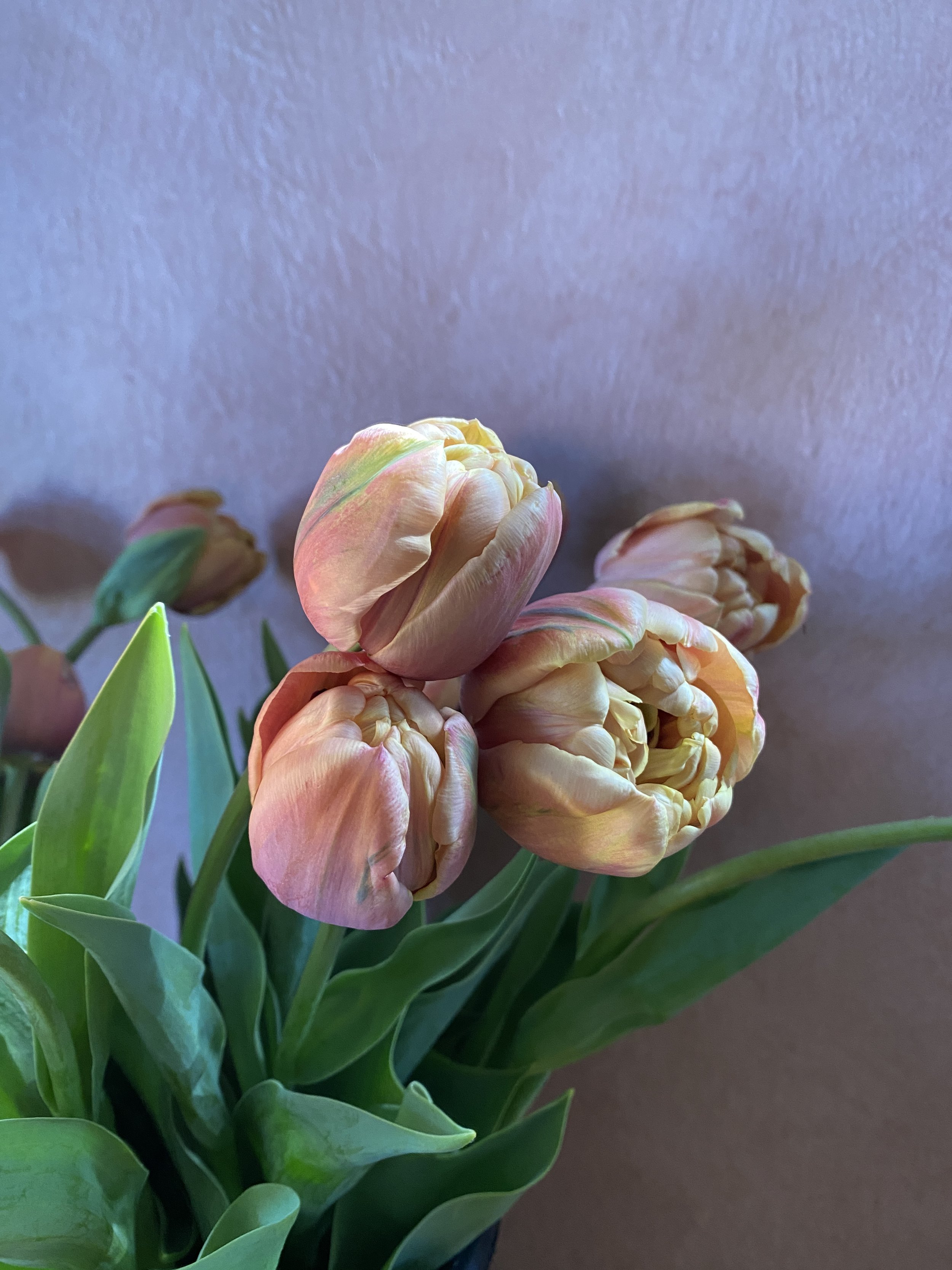 Tulip 'La Belle Epoque'